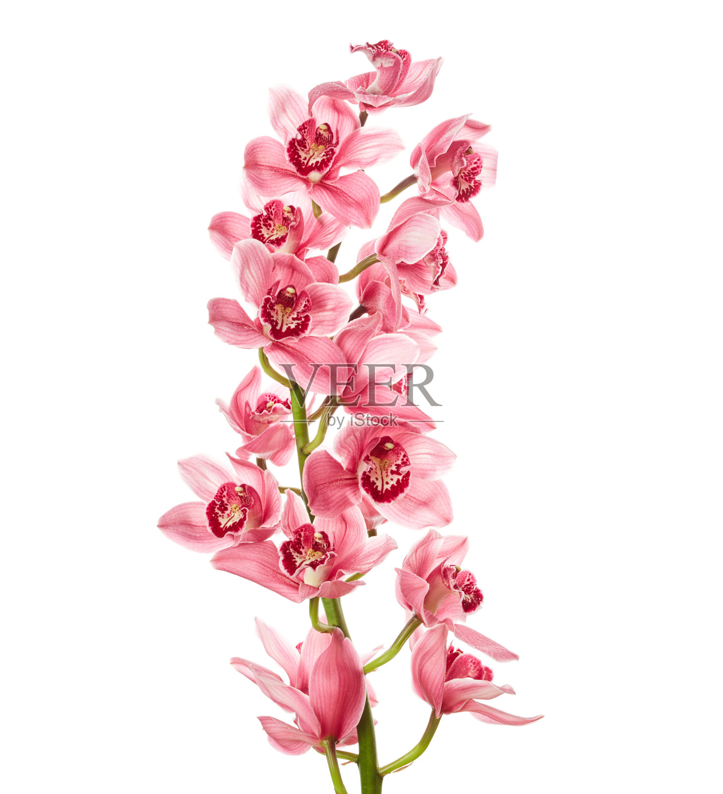 兰花花有水滴照片摄影图片