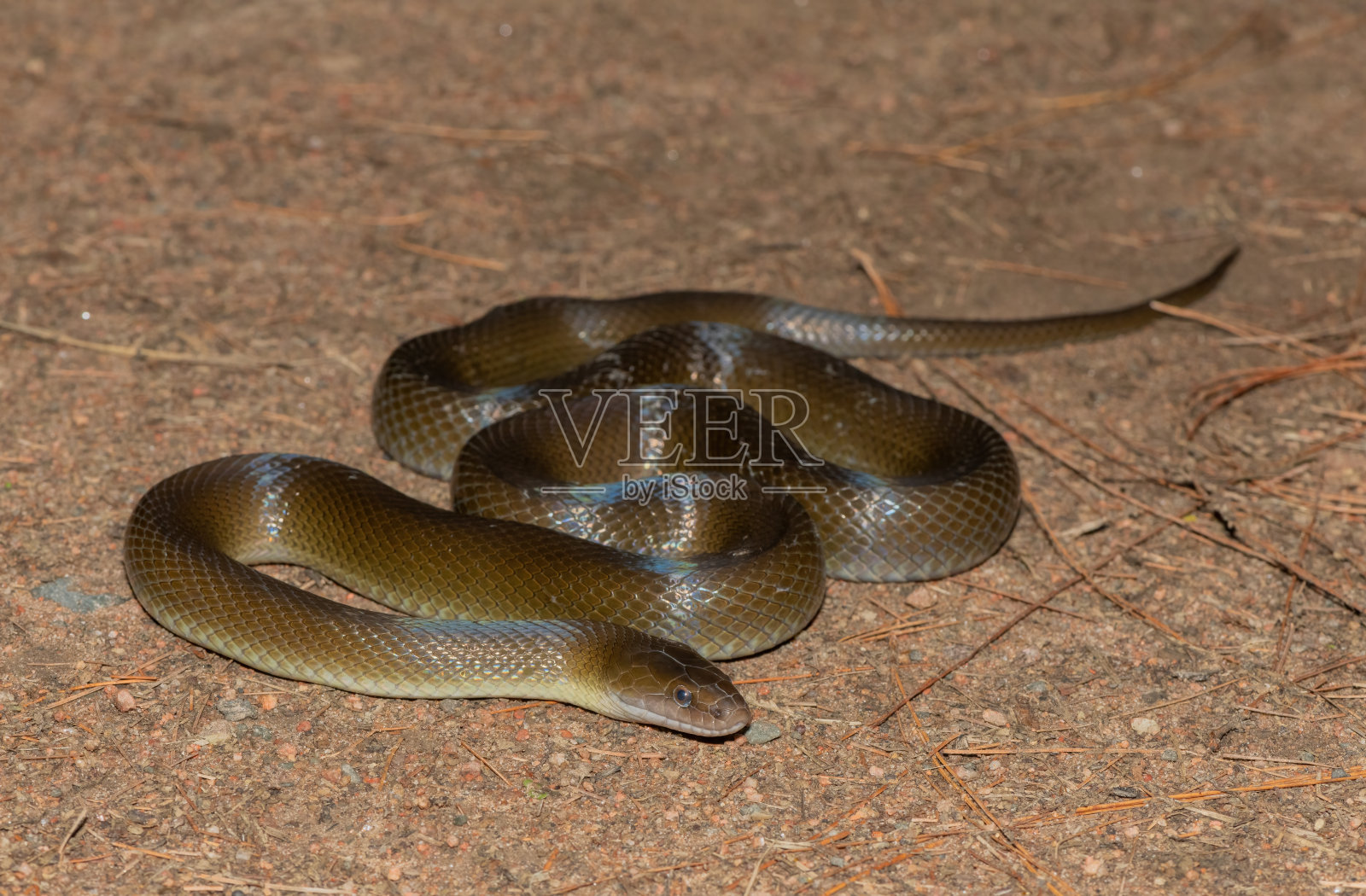 橄榄蛇/橄榄屋蛇(Lycodonomorphus inornatus)照片摄影图片