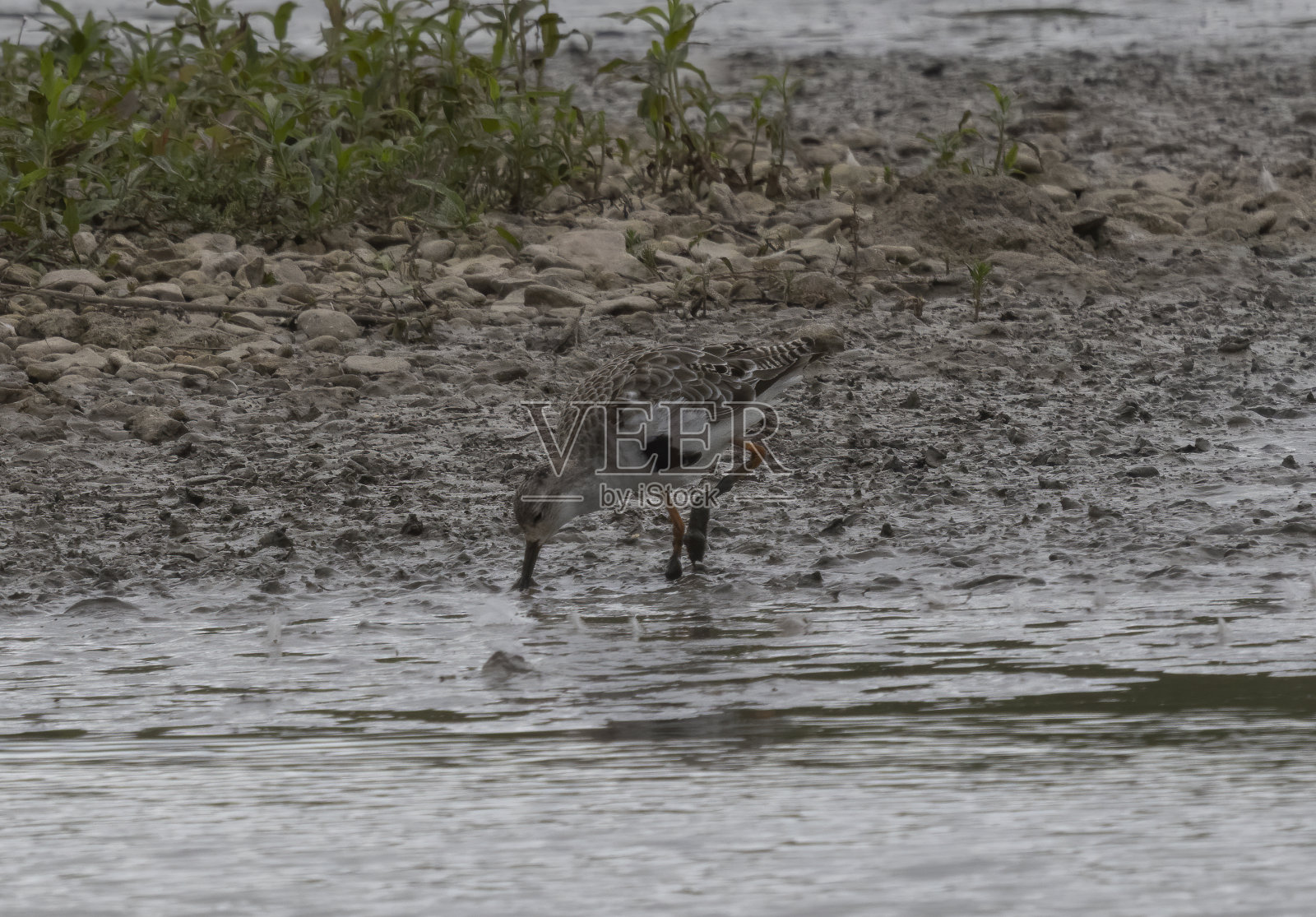 飞边照片摄影图片