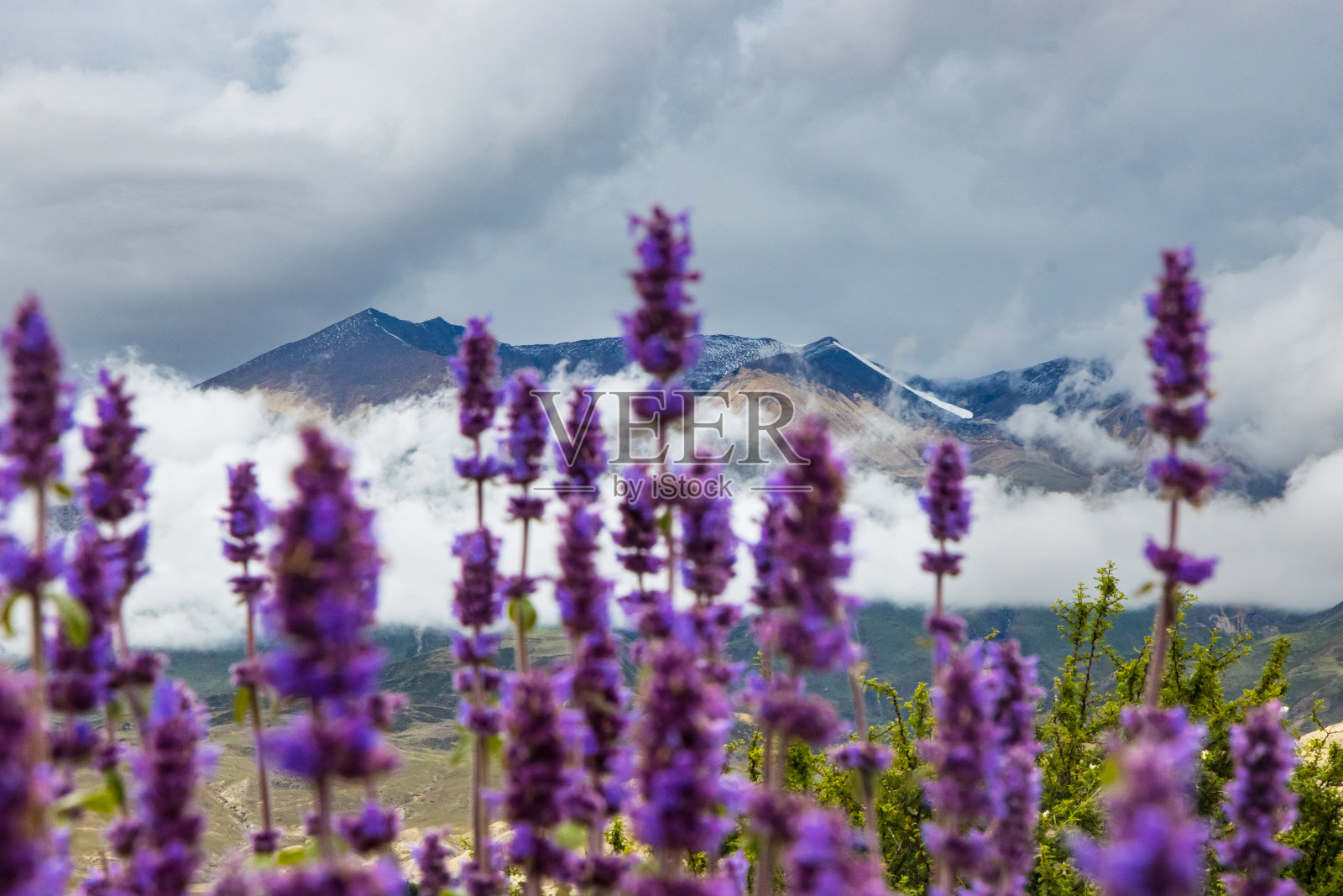 黑暗阴沉多云的山脉与紫色的野花和雪在喜马拉雅山上尼泊尔野马照片摄影图片