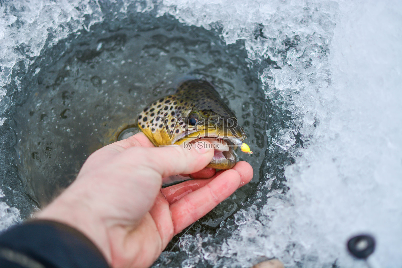 冬天鱼，寒冷季节活动，背景复制空间照片摄影图片
