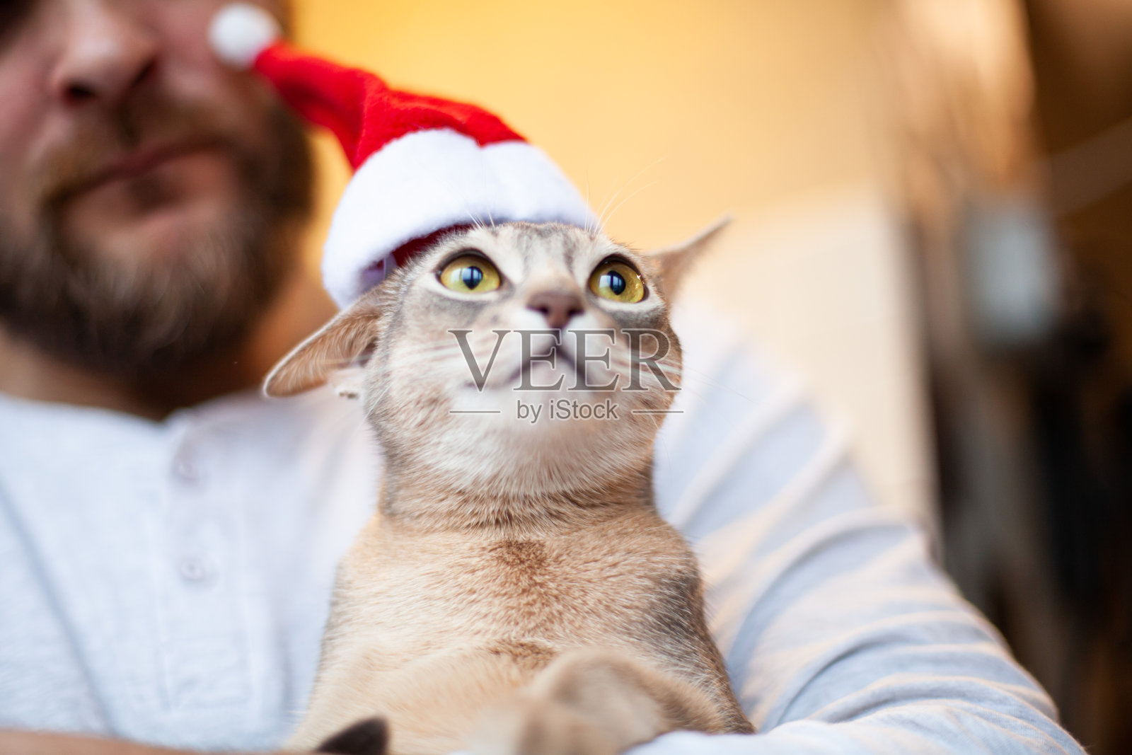 滑稽的阿比西尼亚猫戴着圣诞老人的帽子。宠物护理。照片摄影图片