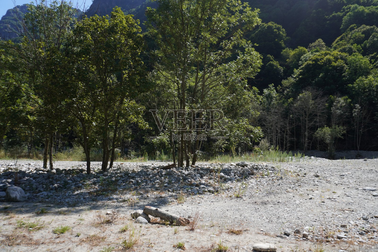 山径与冷杉树，全景山和晴朗的天空，草和灌木，山景观照片摄影图片