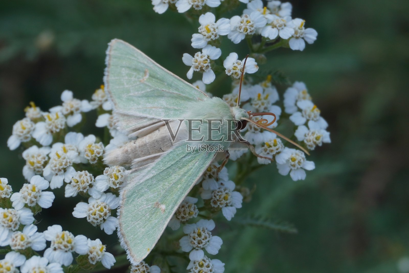 小蓝、绿、白相间的蛾子长在白色的小花上，长有长喙照片摄影图片