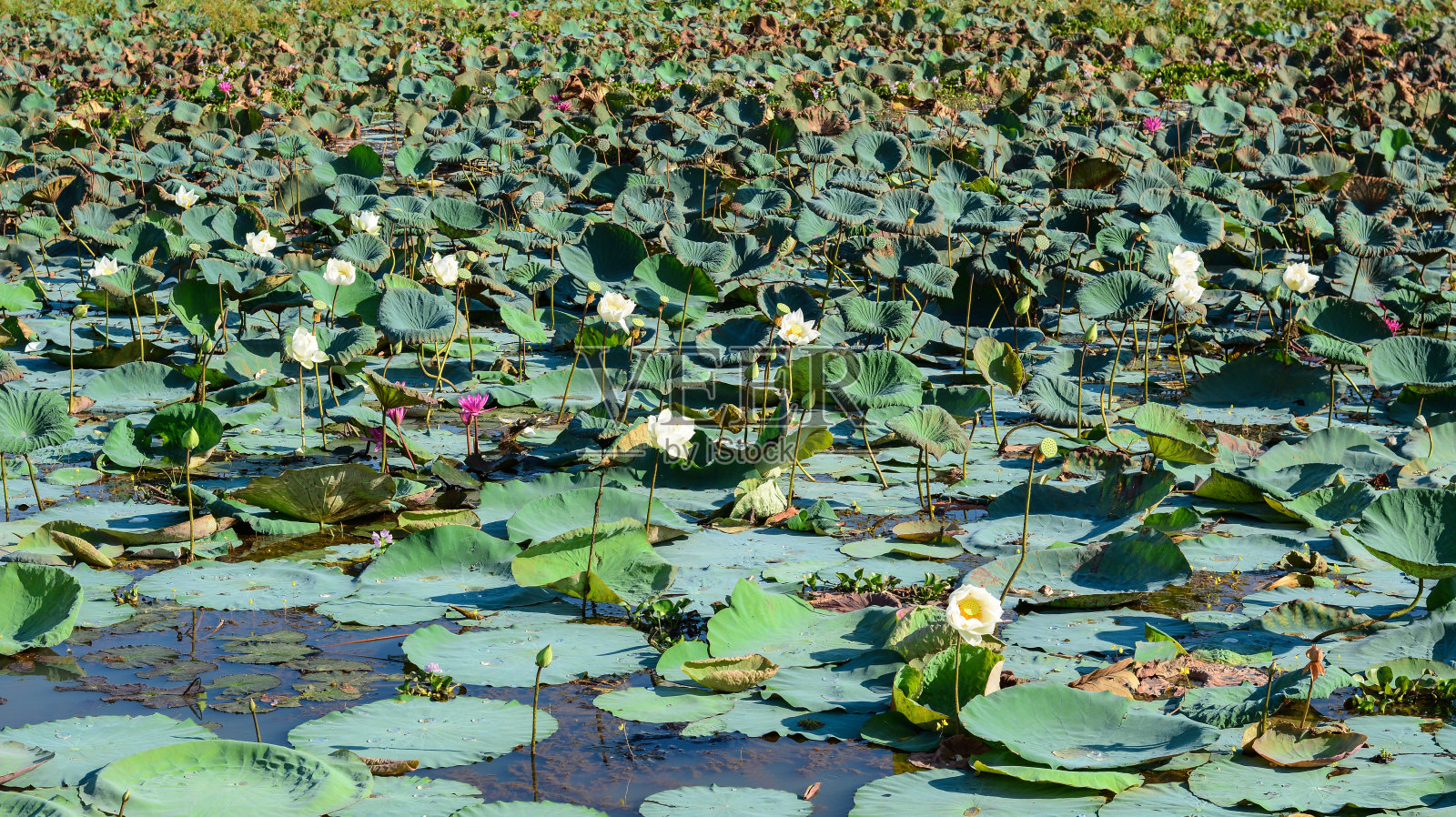 湖景以荷花睡莲为主照片摄影图片