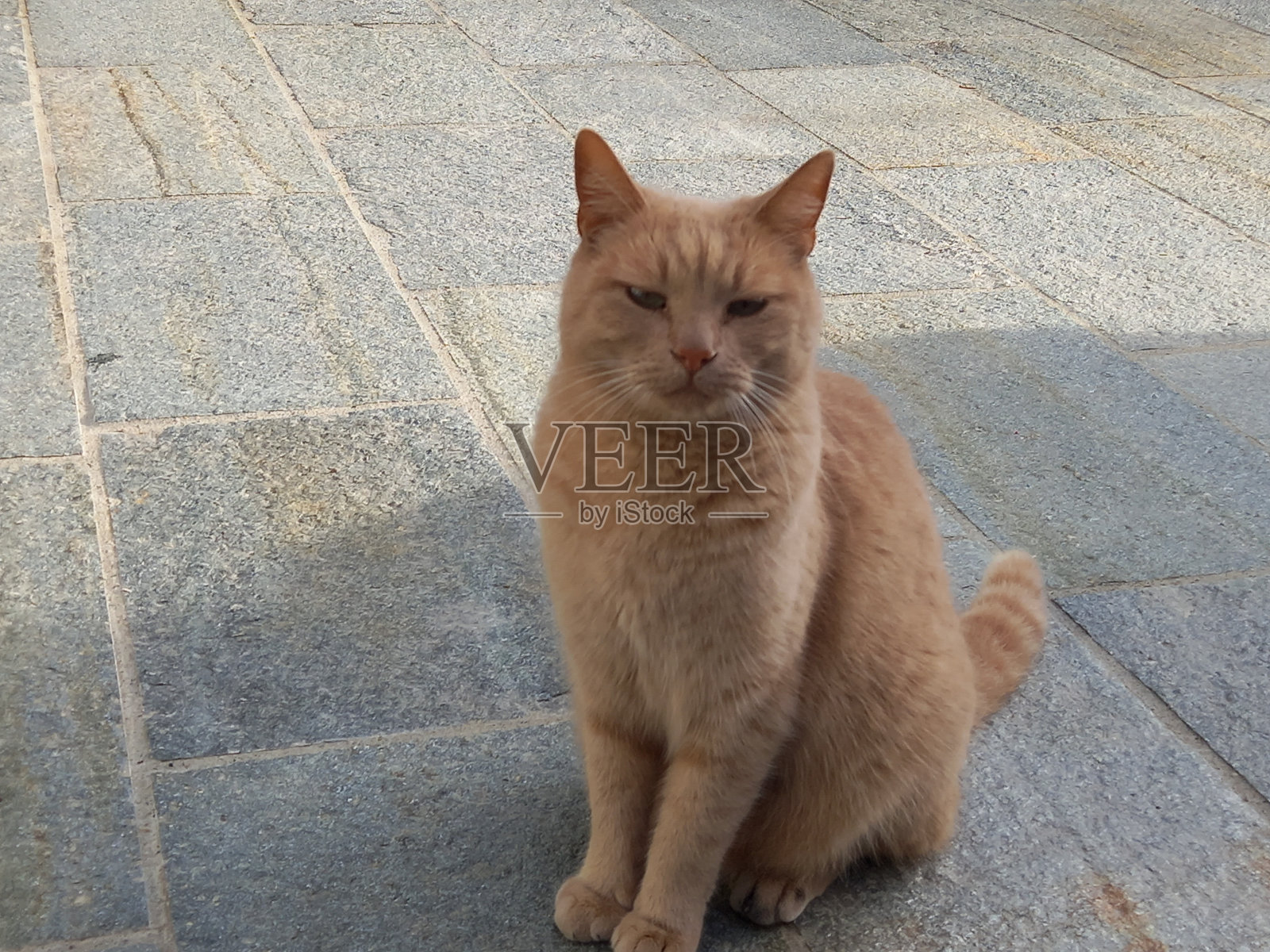 虎斑猫户外照片摄影图片