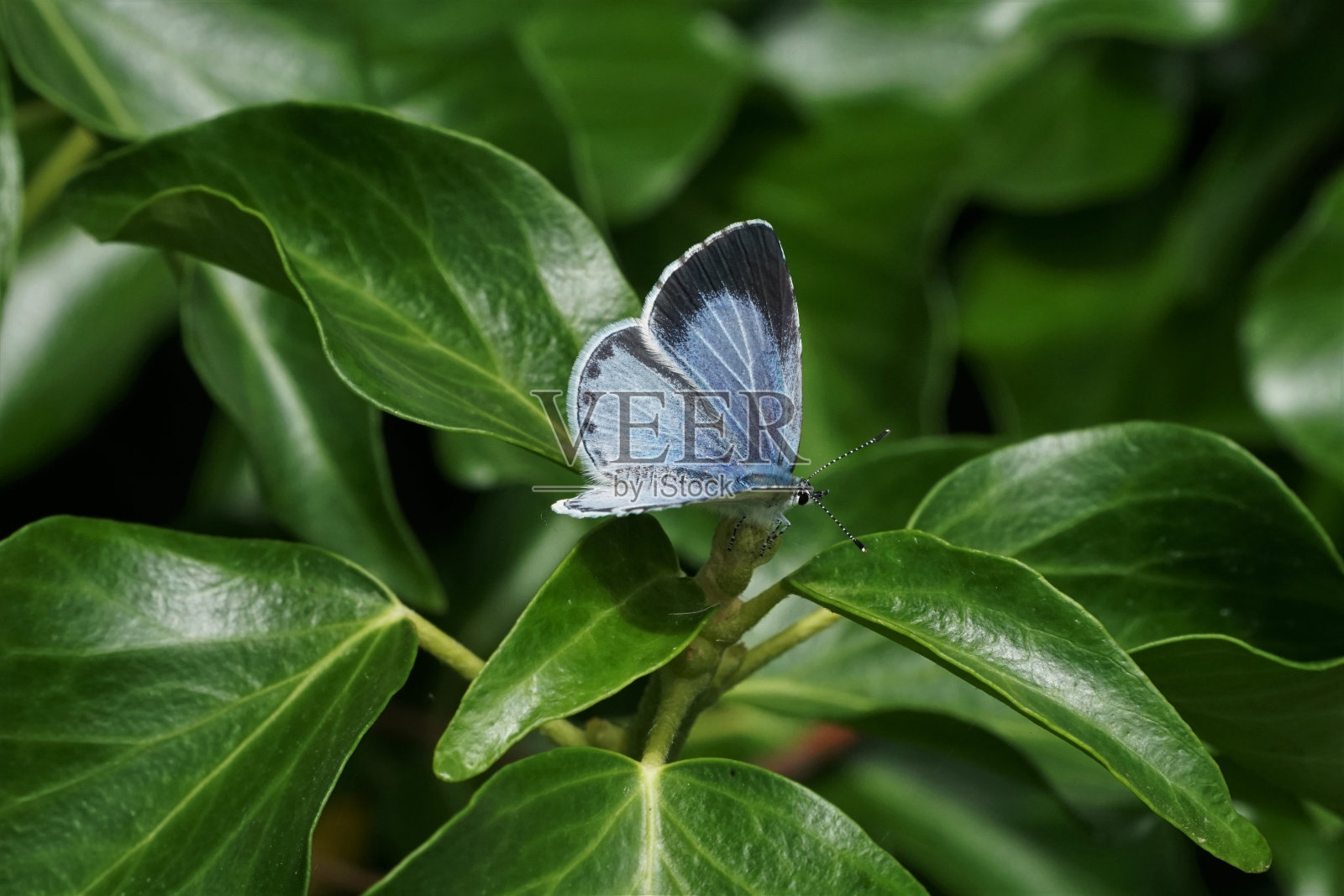 雌性冬青蓝蝴蝶照片摄影图片