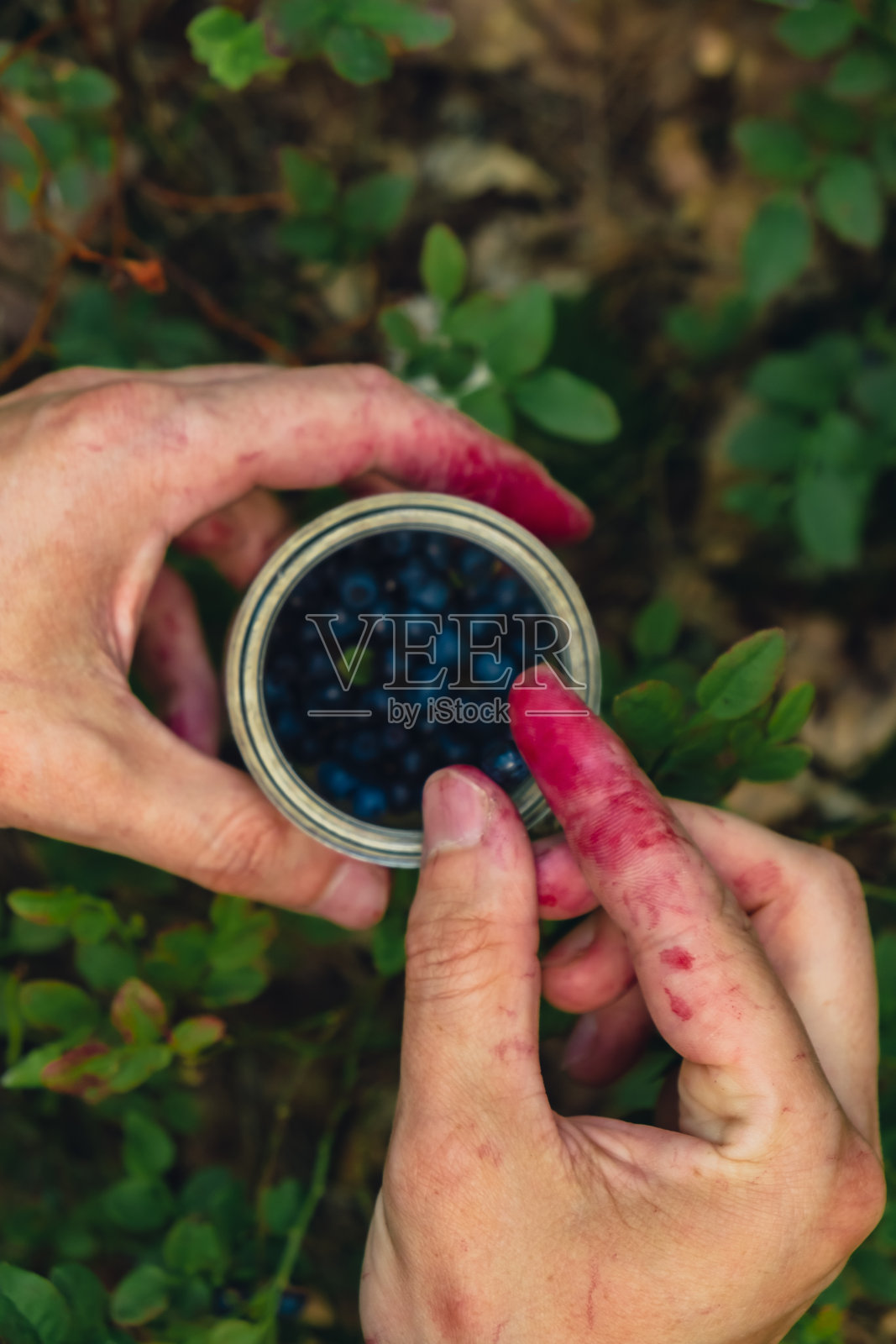 男性在森林里采摘蓝莓的特写。人类采收浆果，过程中采集，将收获的浆果放入森林中的玻璃罐中。成熟的野生黑莓越橘丛照片摄影图片