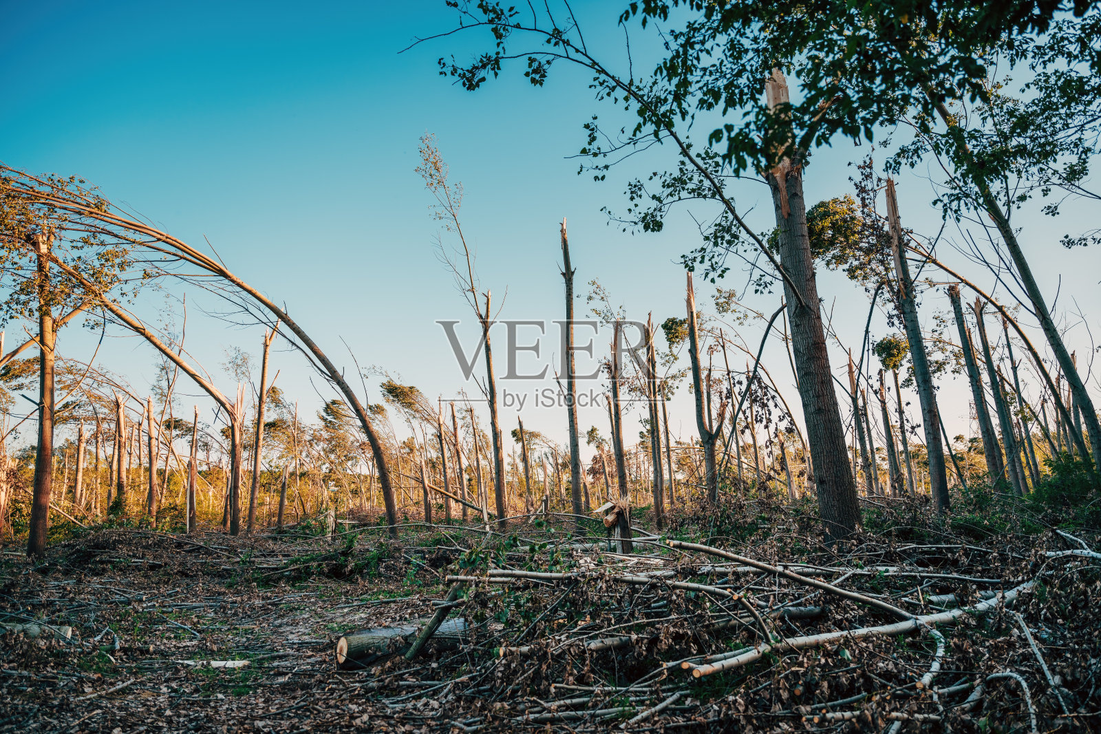 环境破坏，夏季强超级单体风暴大风后落叶林景观遭到破坏照片摄影图片