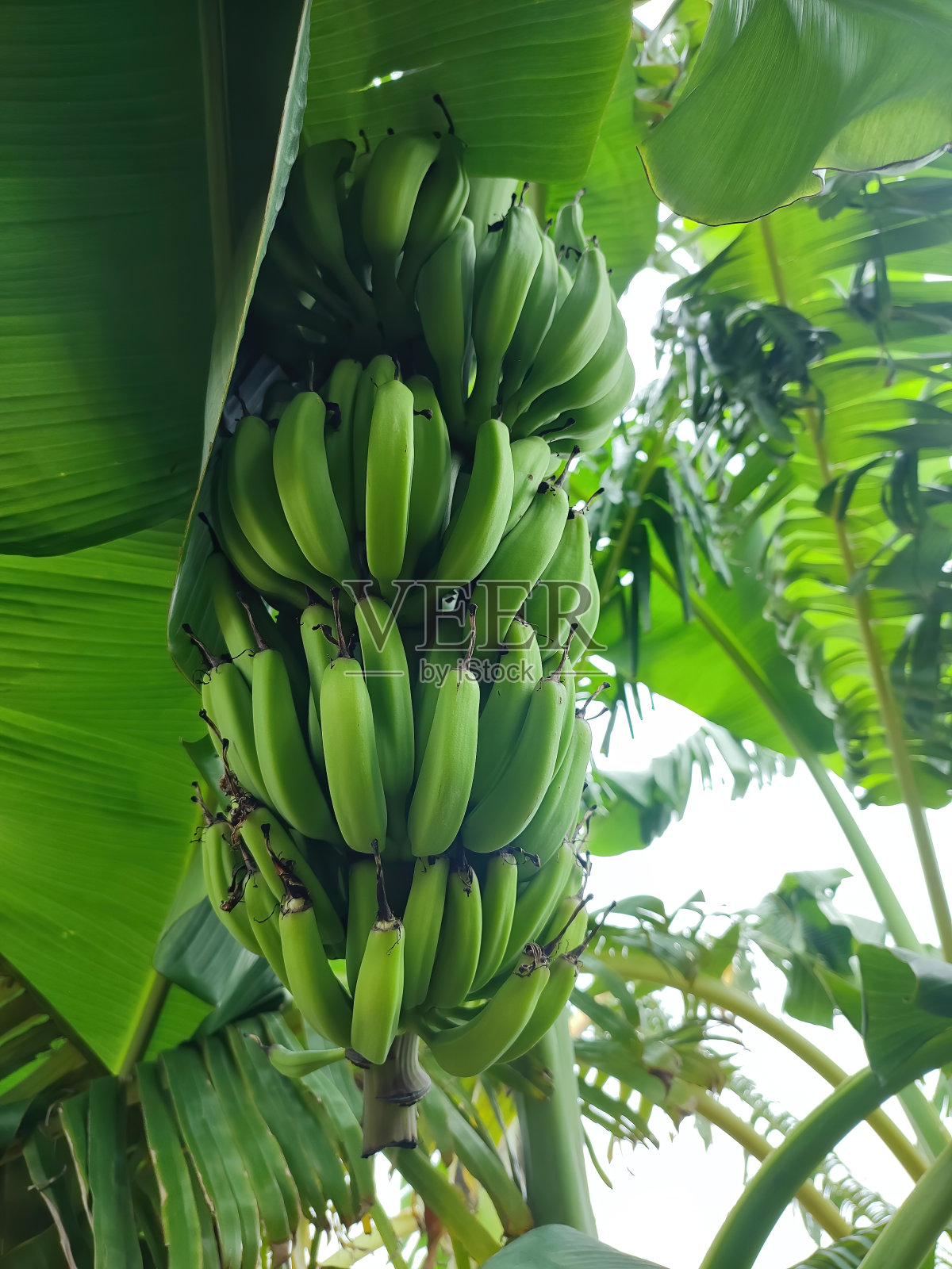 树上新鲜香蕉的特写照片摄影图片