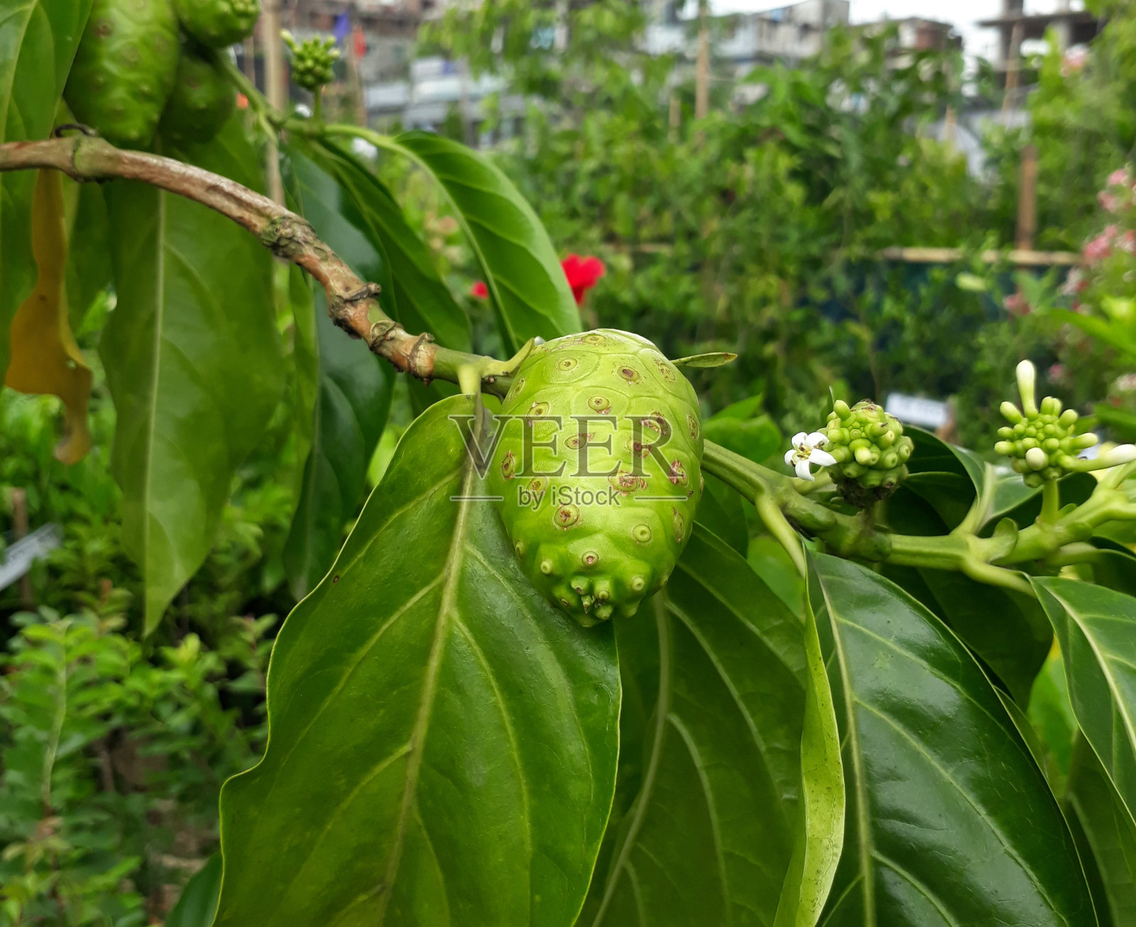 绿色水果照片摄影图片