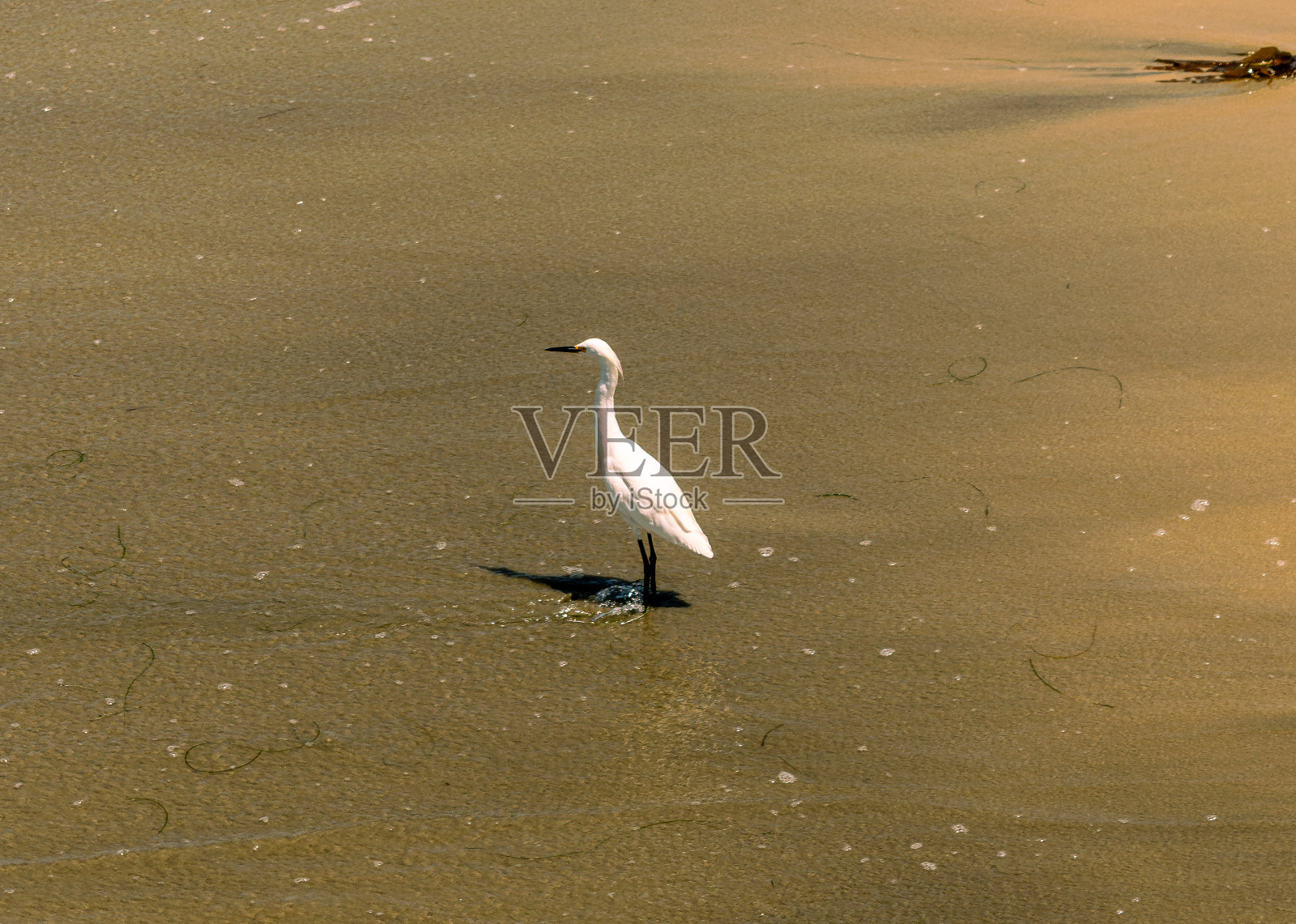雪白鹭和海滩照片摄影图片