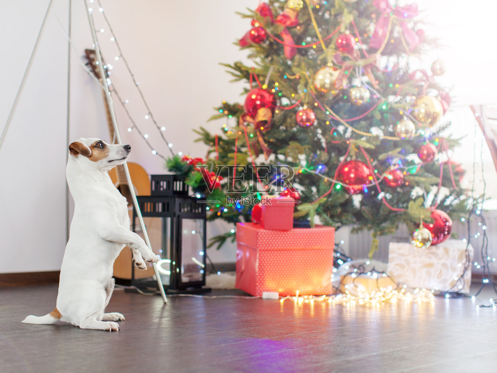 狗靠近圣诞树照片摄影图片