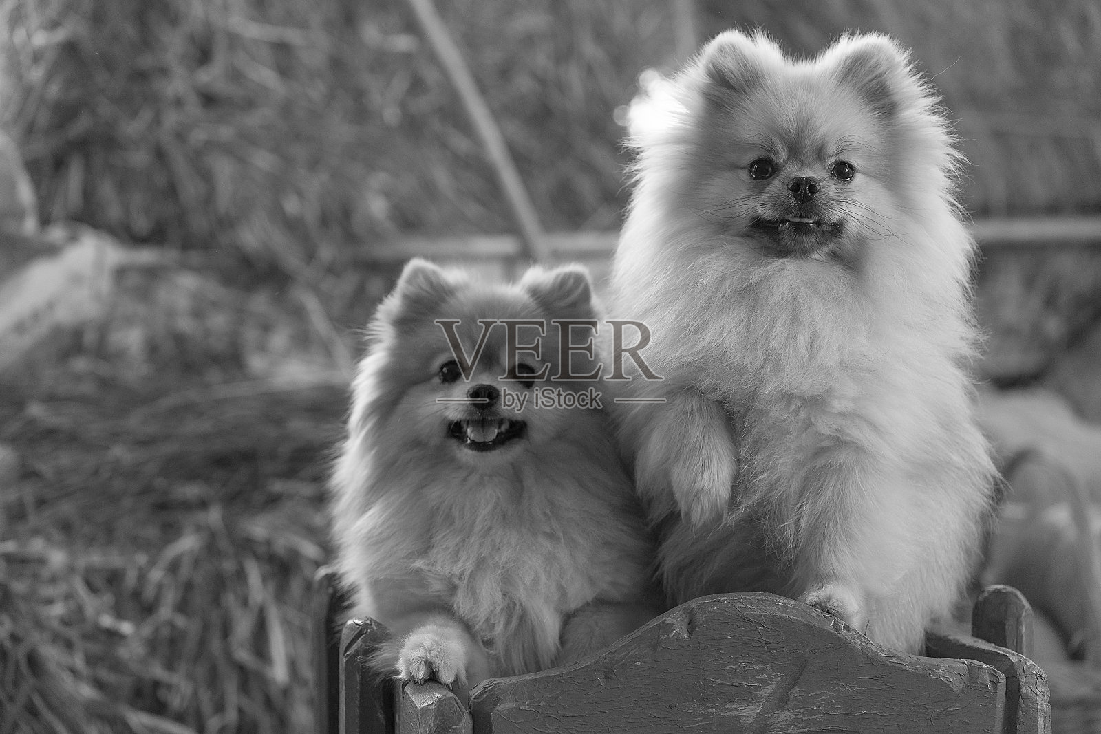 黑白照片，两只波美拉尼亚狗坐在一辆有轮子的木车里，背景是干草。万圣节的概念照片摄影图片