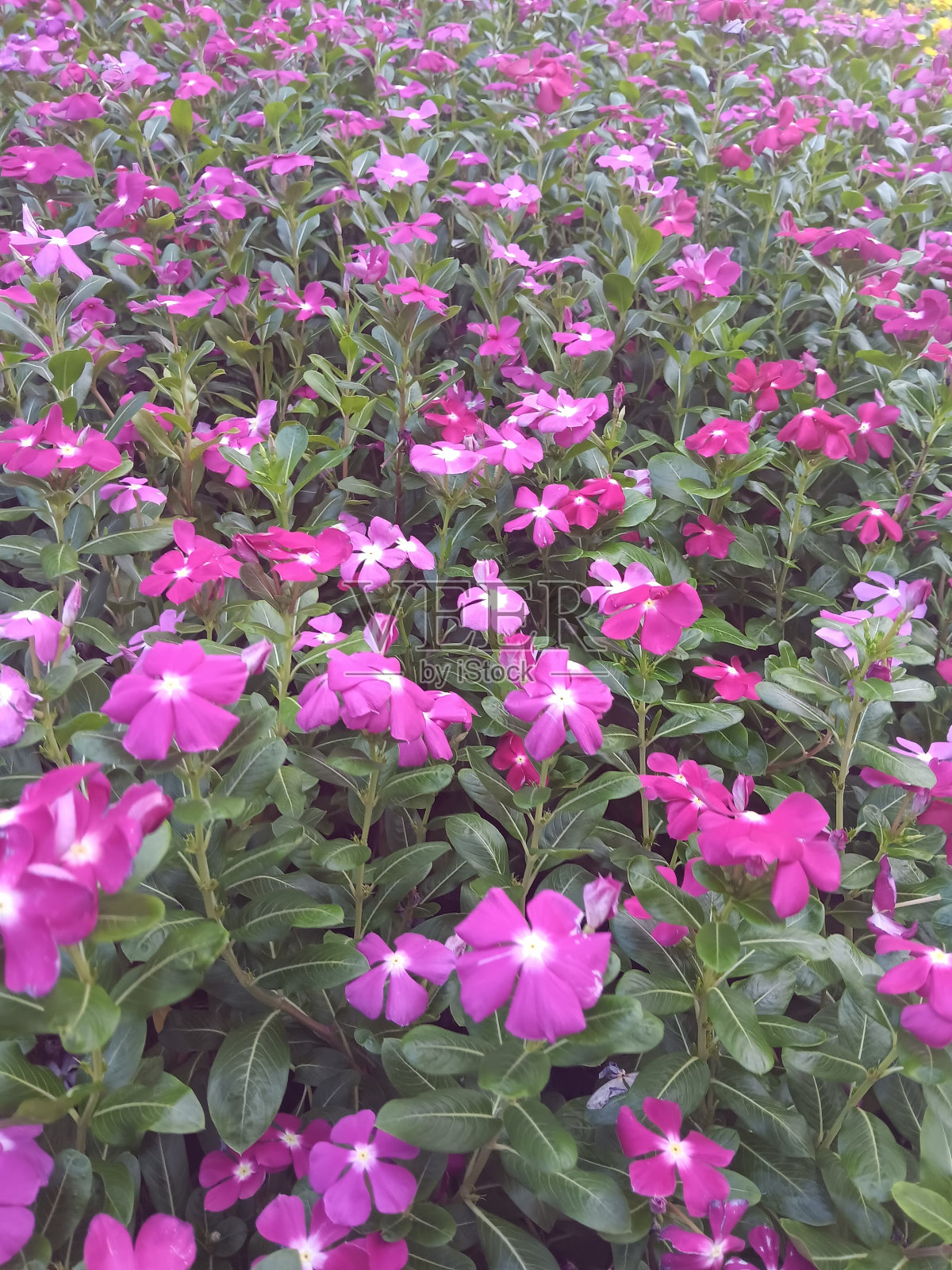 花园里五颜六色的花照片摄影图片