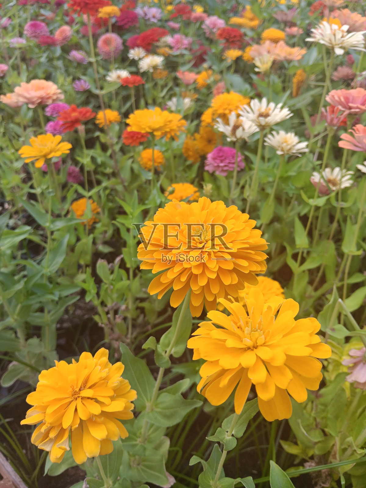 花园里五颜六色的花照片摄影图片