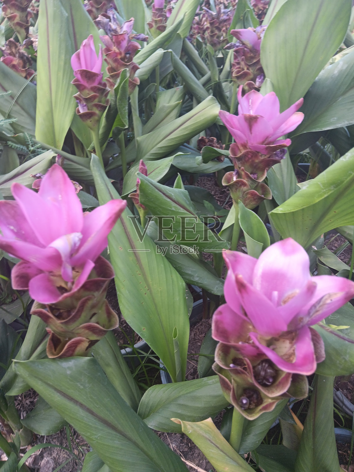 花园里五颜六色的花照片摄影图片