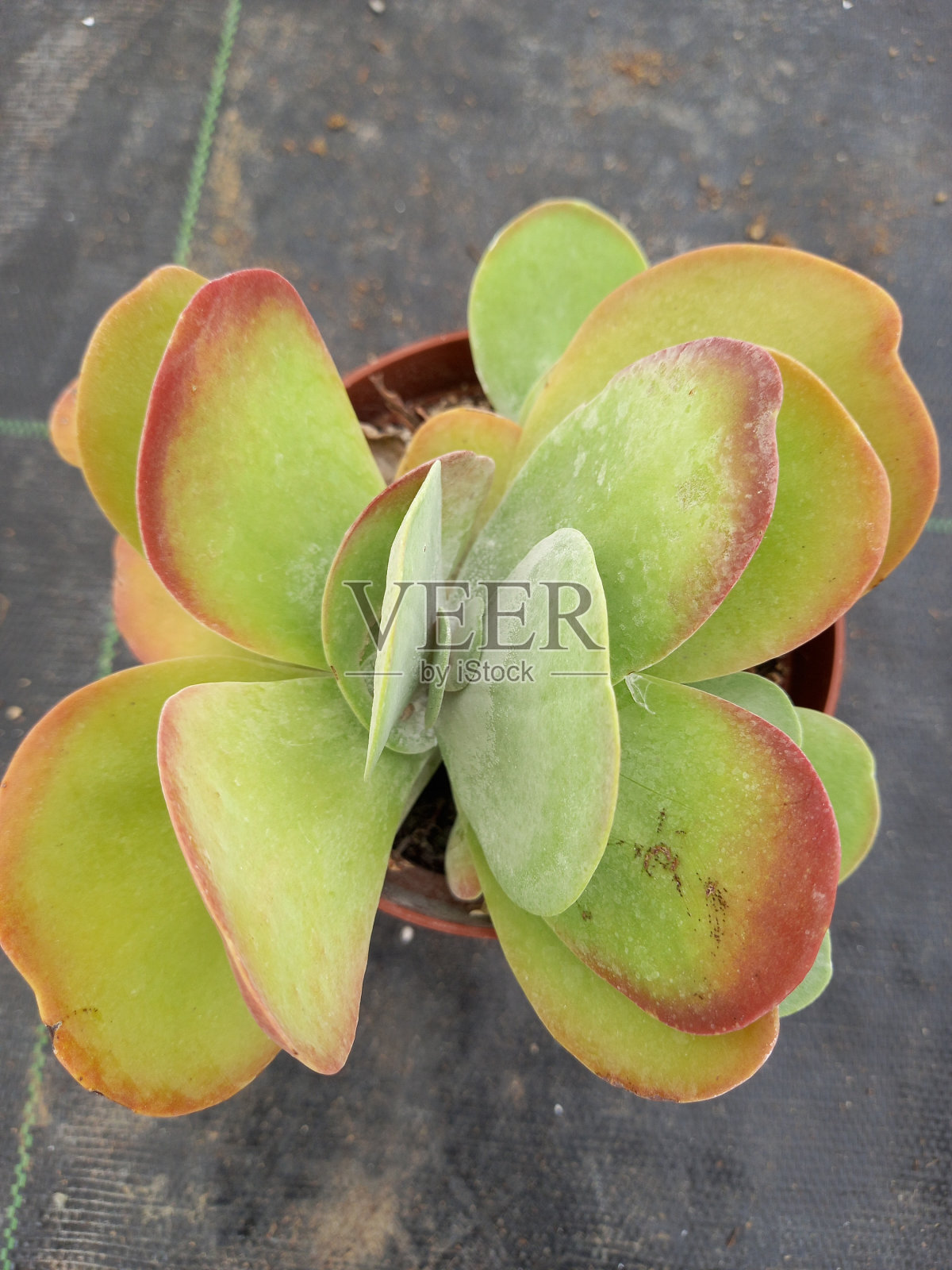 Satilik ek guzel dışarıdan照片摄影图片