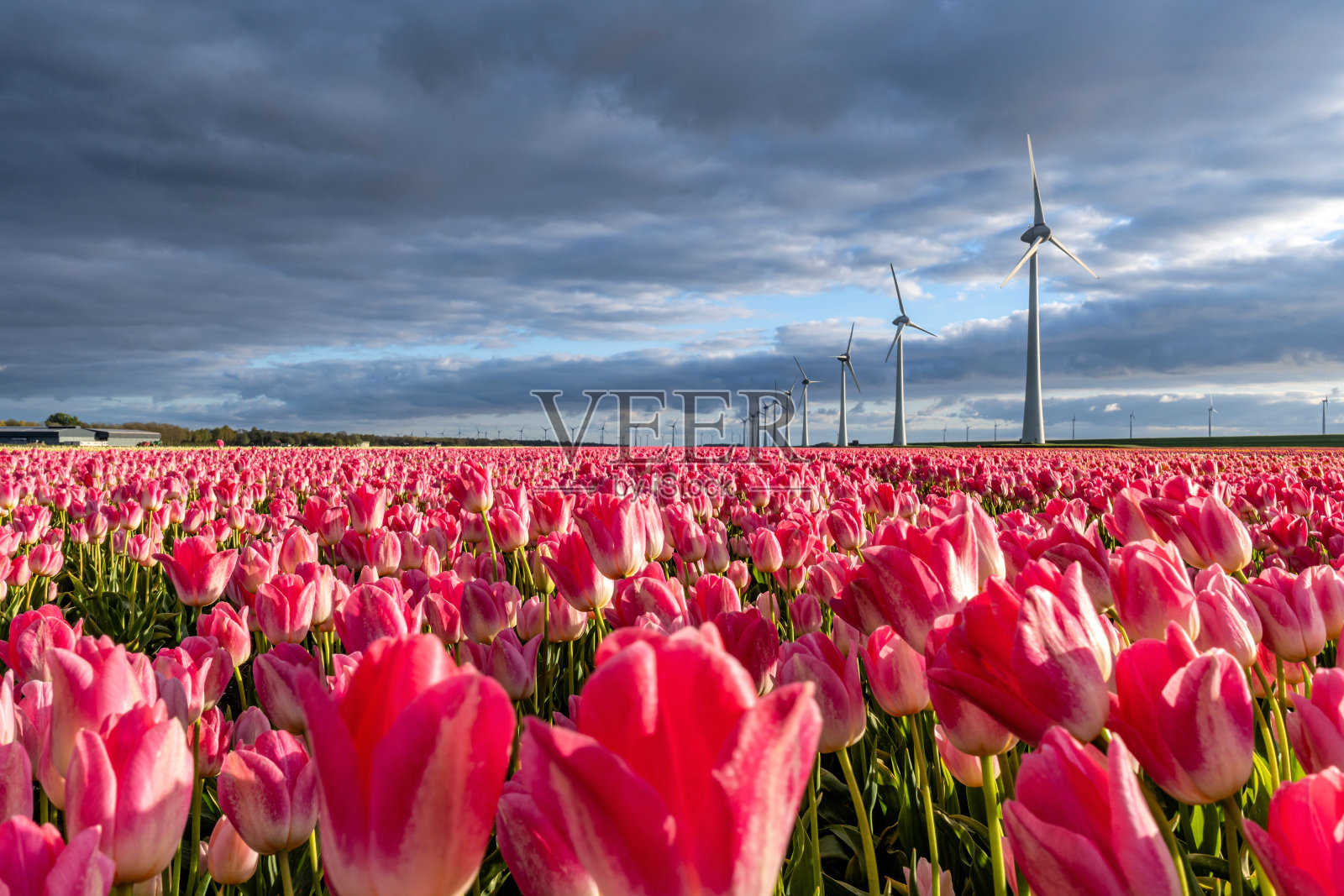 “王朝”郁金香品种照片摄影图片