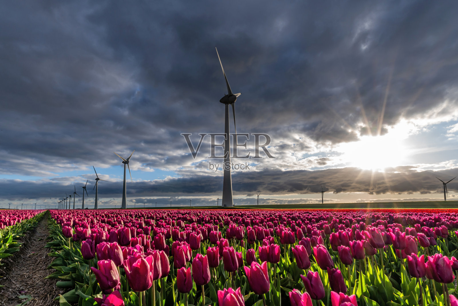 郁金香品种“紫王子”照片摄影图片