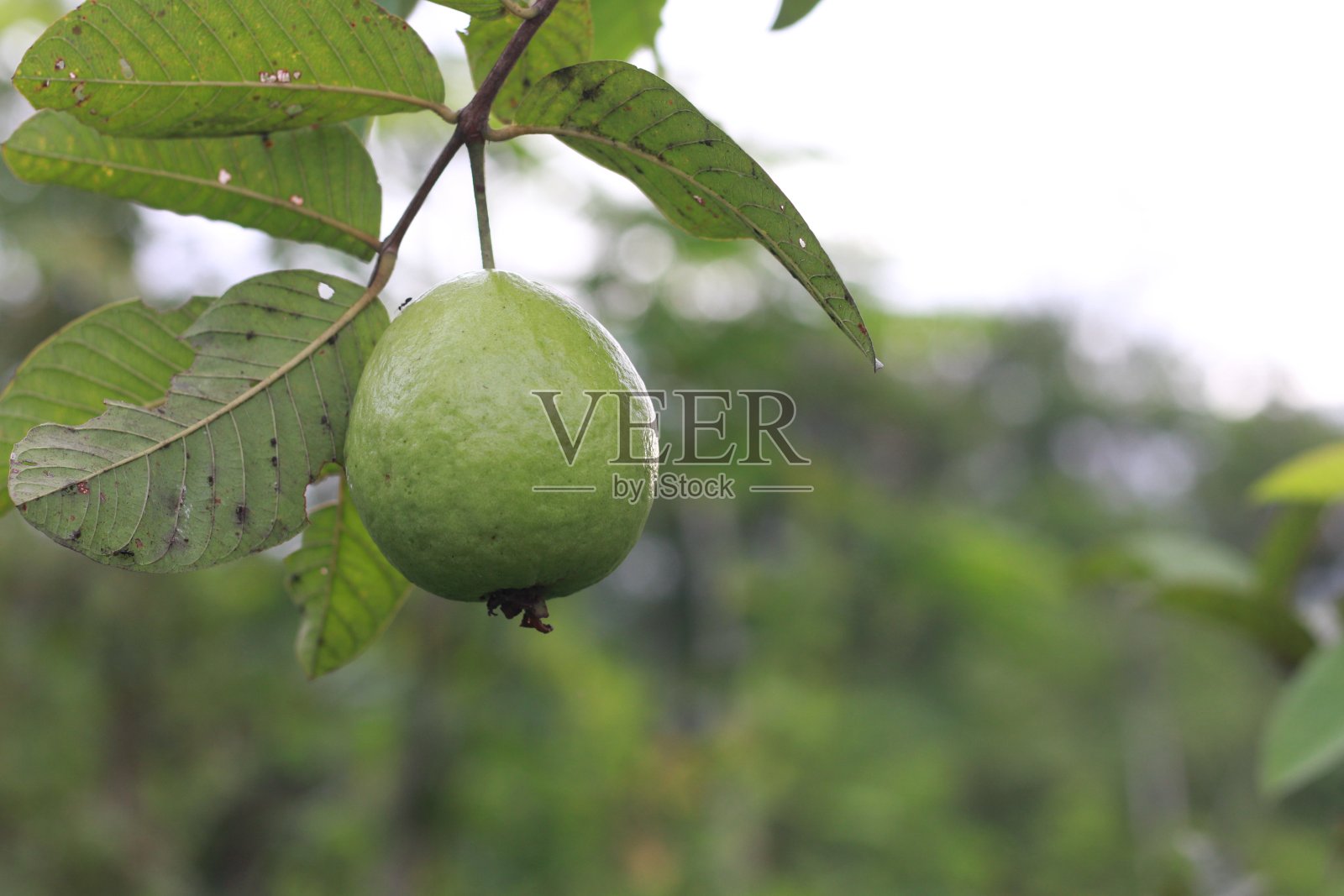 未成熟的番石榴果实在树上照片摄影图片