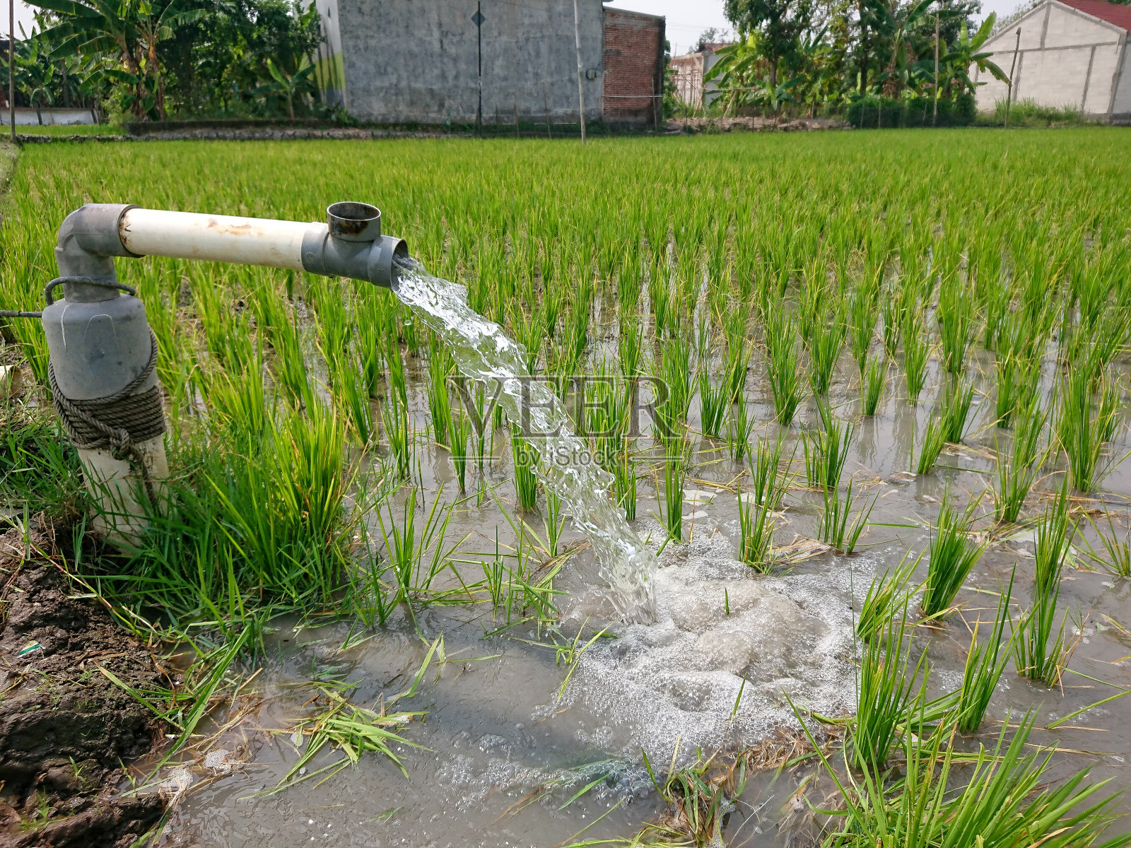 利用泵井灌溉稻田，将水从地下抽到稻田中。从灌溉渠系统抽水的泵站。照片摄影图片