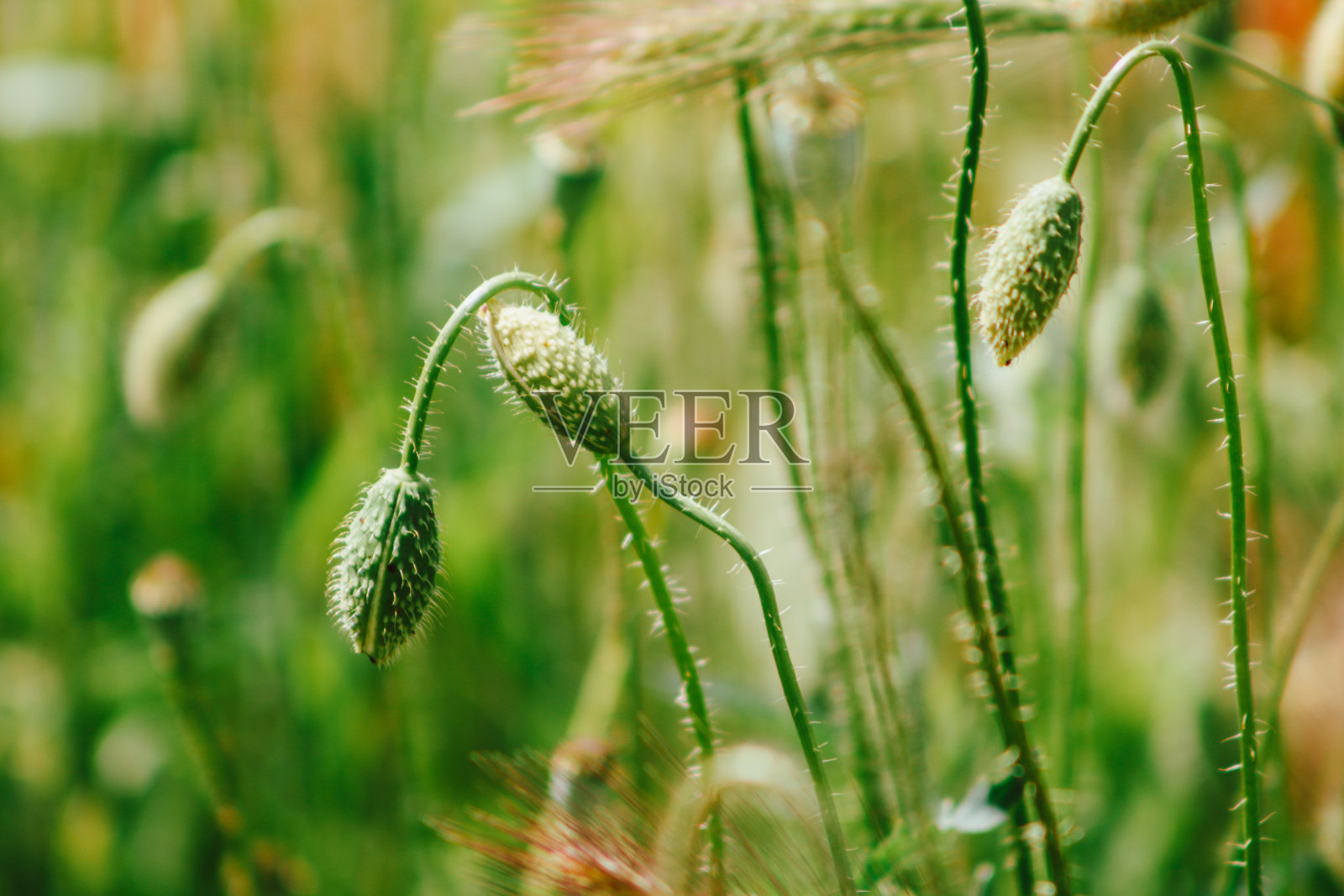 怀旧的目光照片摄影图片