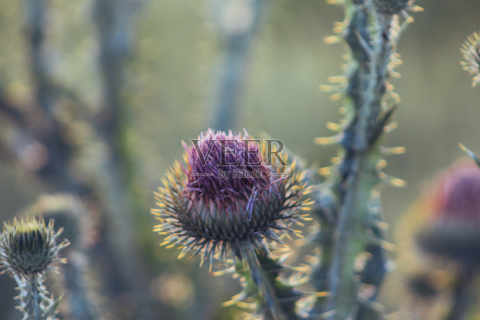 怀旧的目光照片摄影图片