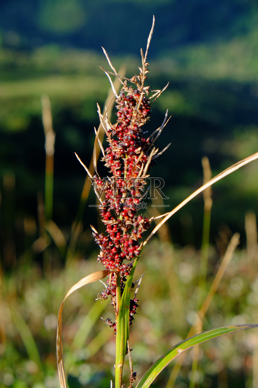 乳香草照片摄影图片