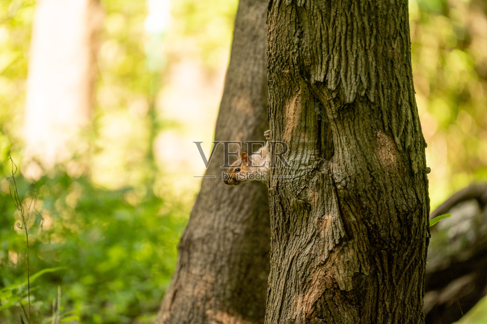 灌木丛上的松鼠照片摄影图片