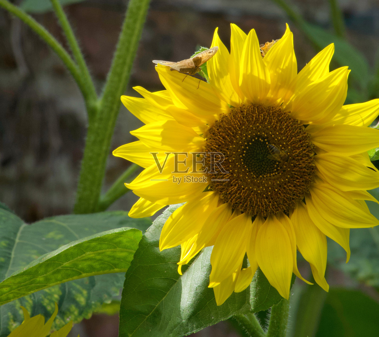 向日葵上的蝴蝶照片摄影图片