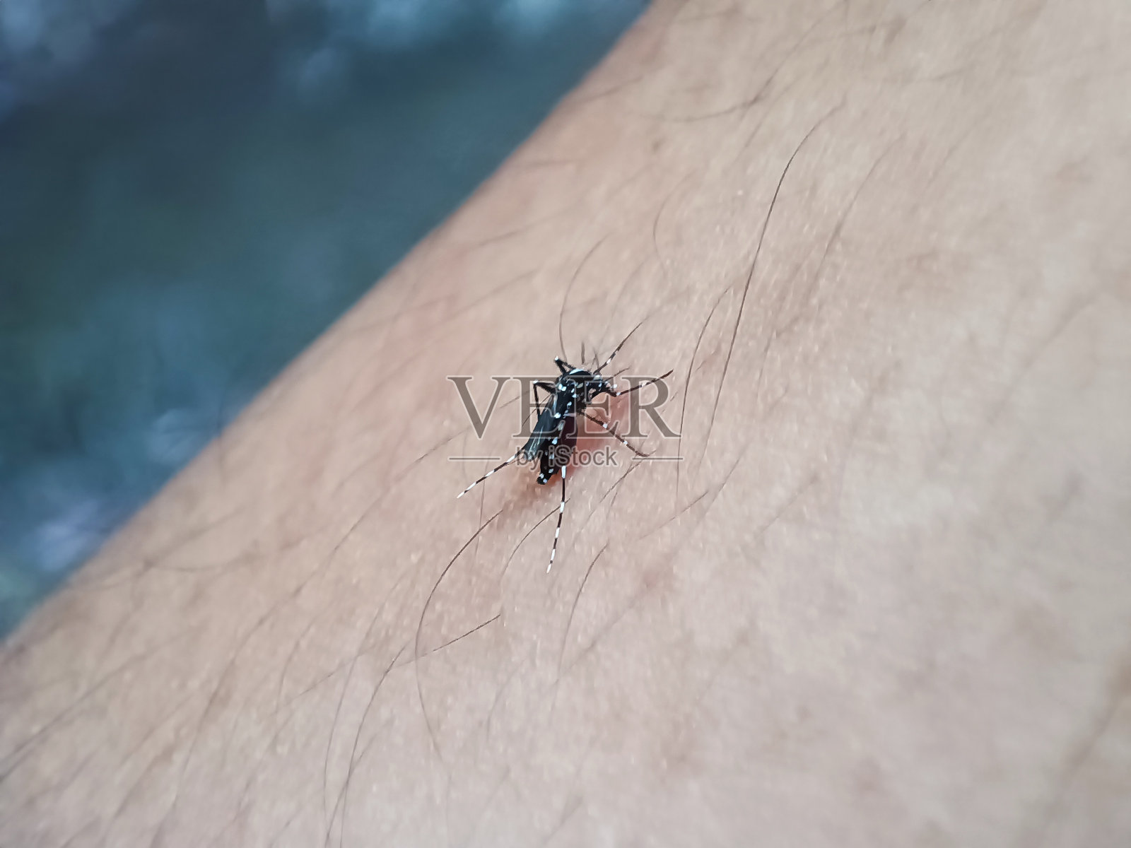 蚊子落在人的皮肤表面并吸他的血，要注意蚊子引起登革热的危险照片摄影图片