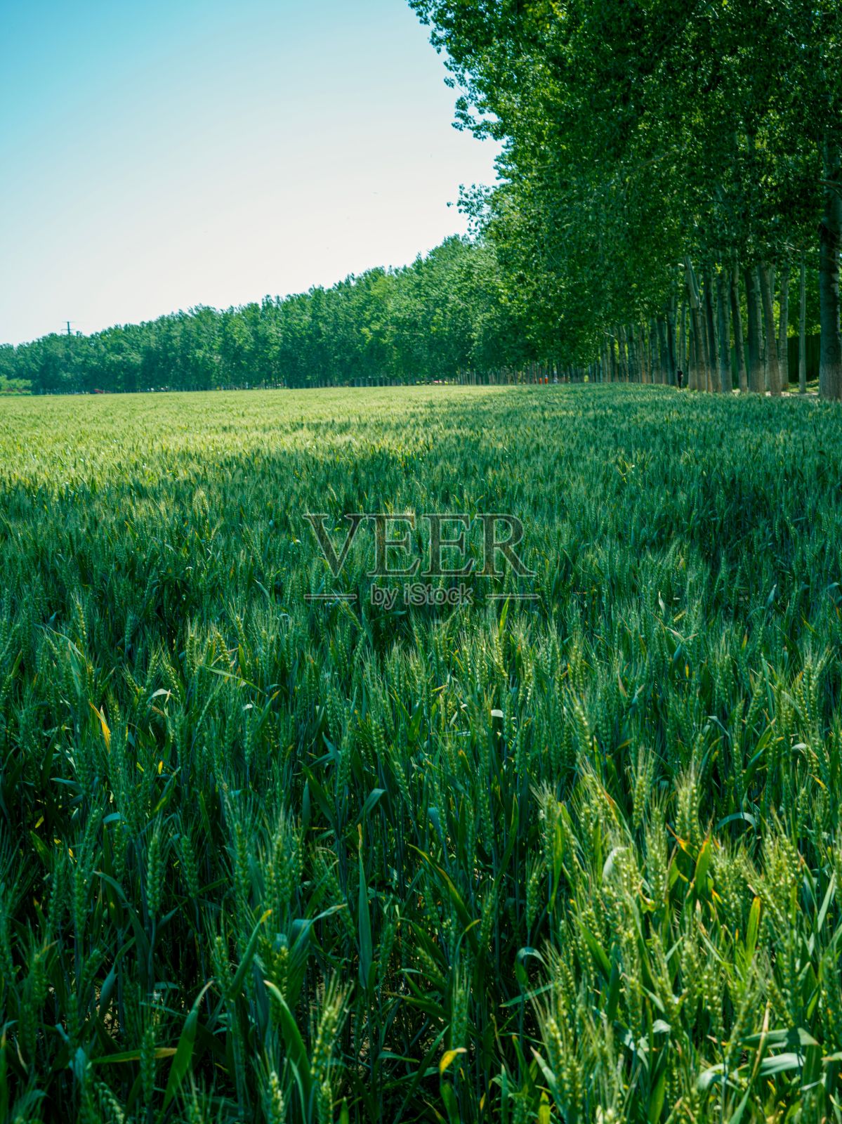 郁郁葱葱，绿色的玉米田作物在一个充满活力的领域的特写照片摄影图片