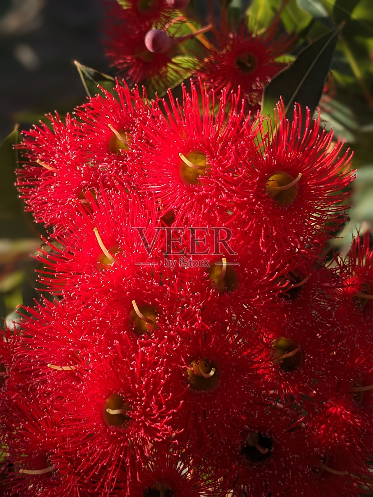 春天照片摄影图片