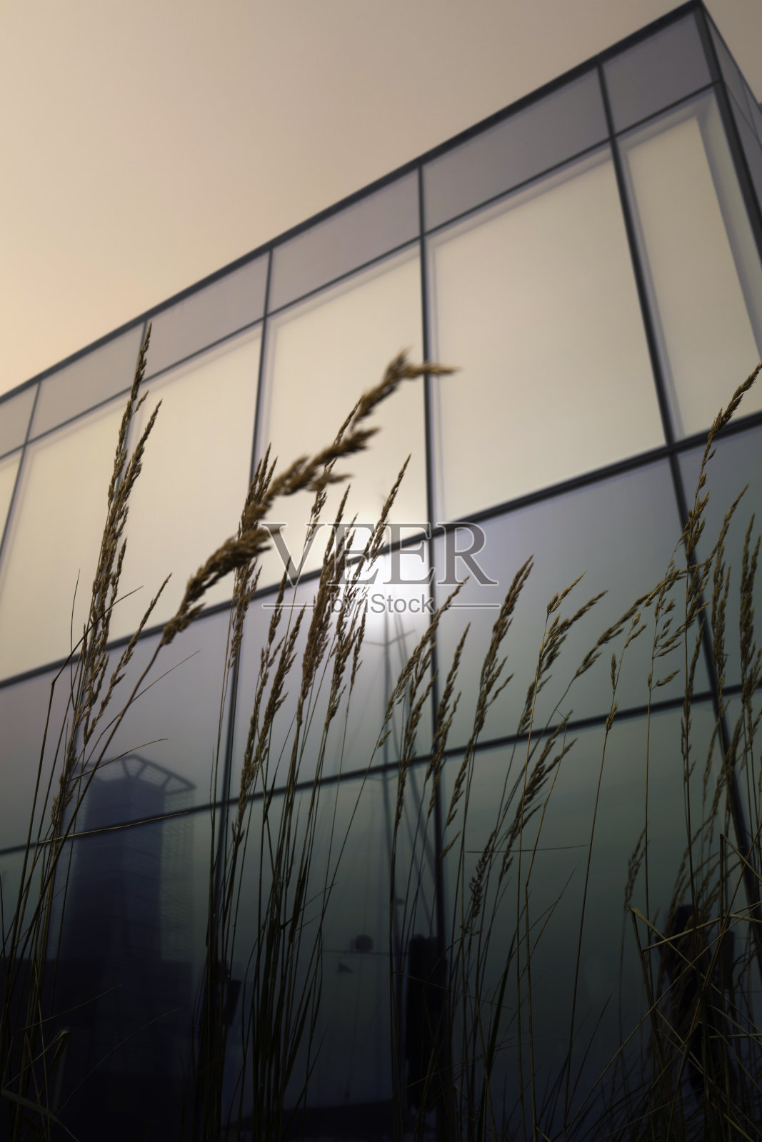 在加拿大新斯科舍省的一个雾蒙蒙的夏日早晨，风中弯曲的芦苇野生植物，以及哈利法克斯港玻璃建筑墙上太阳光线的反射照片摄影图片