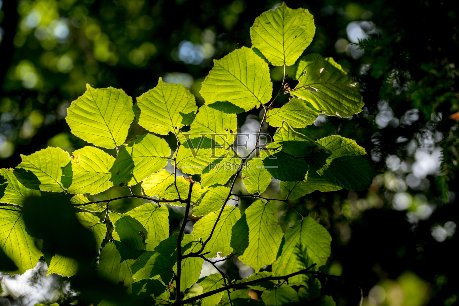 阳光透过树叶照片摄影图片