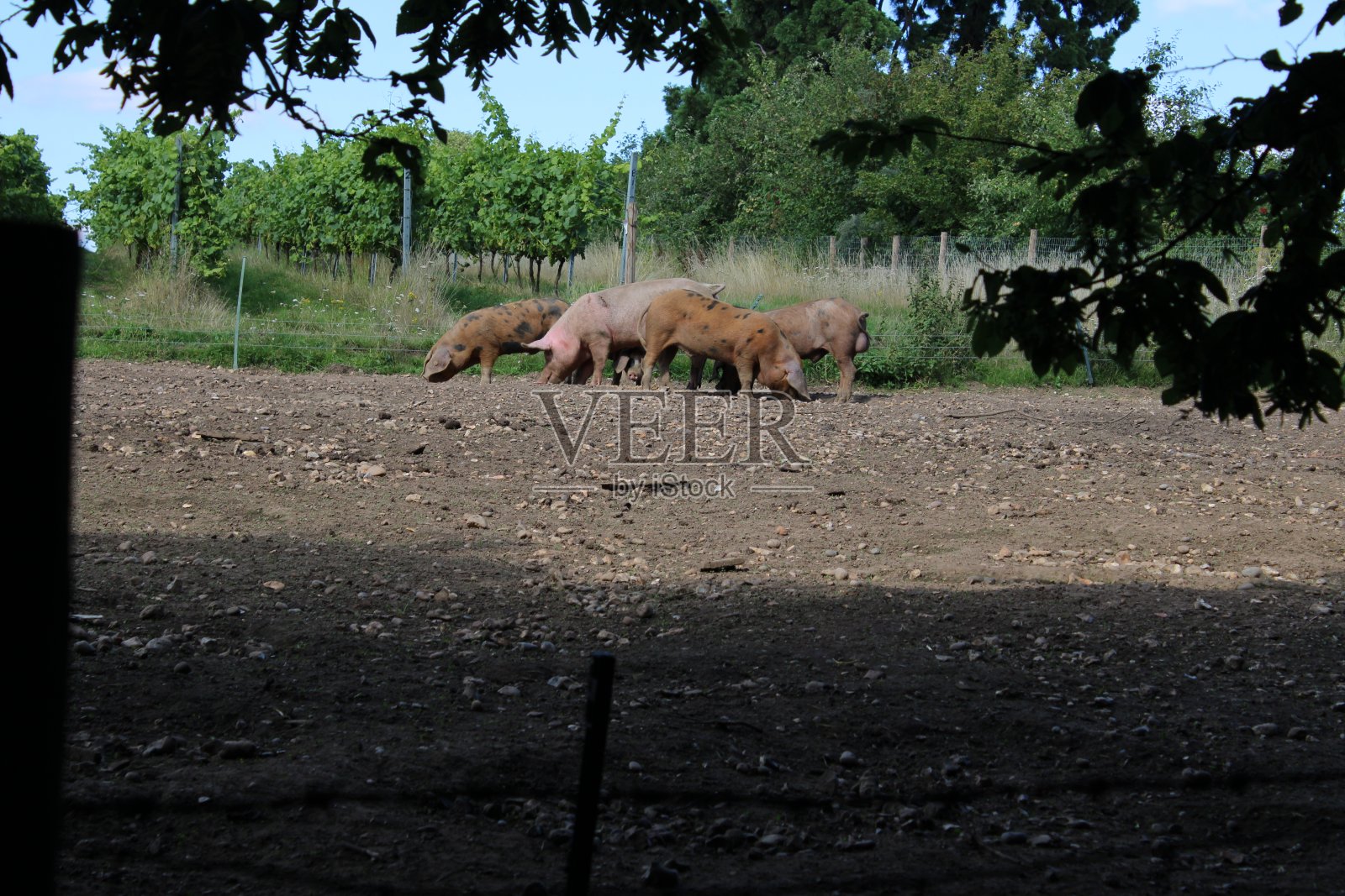 猪照片摄影图片