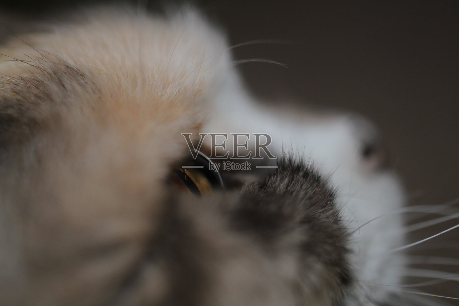 猫在黑色美学轮廓头部照片摄影图片