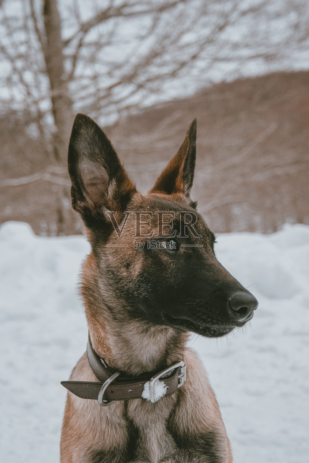 马利诺斯犬照片摄影图片