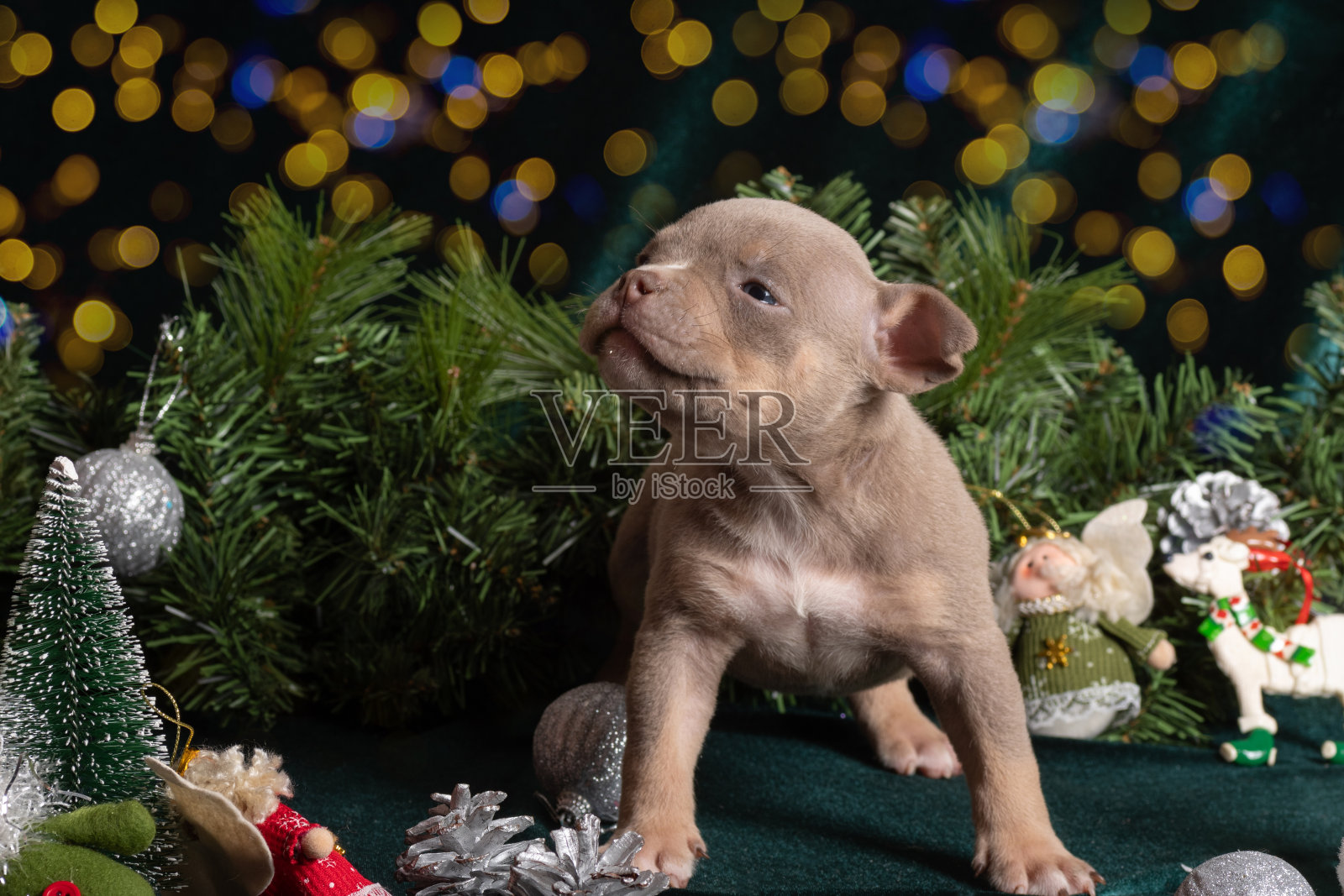 小可爱的美国恶霸小狗呜呜叫着，坐在一棵装饰着雪花、圆锥形的圣诞树旁。照片摄影图片