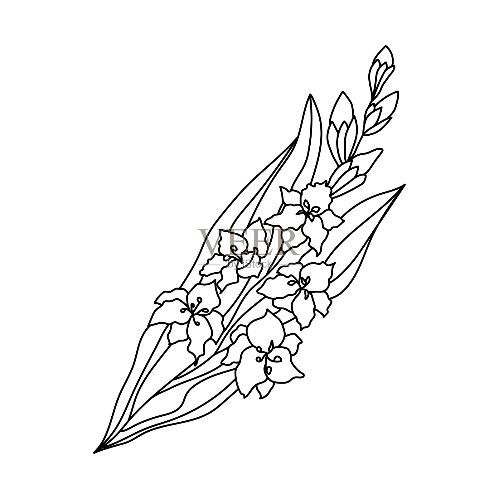 手绘简单涂鸦花剑兰插图。八月生月花。亡灵节符号剪贴画。孤立在白色背景上。插画图片素材