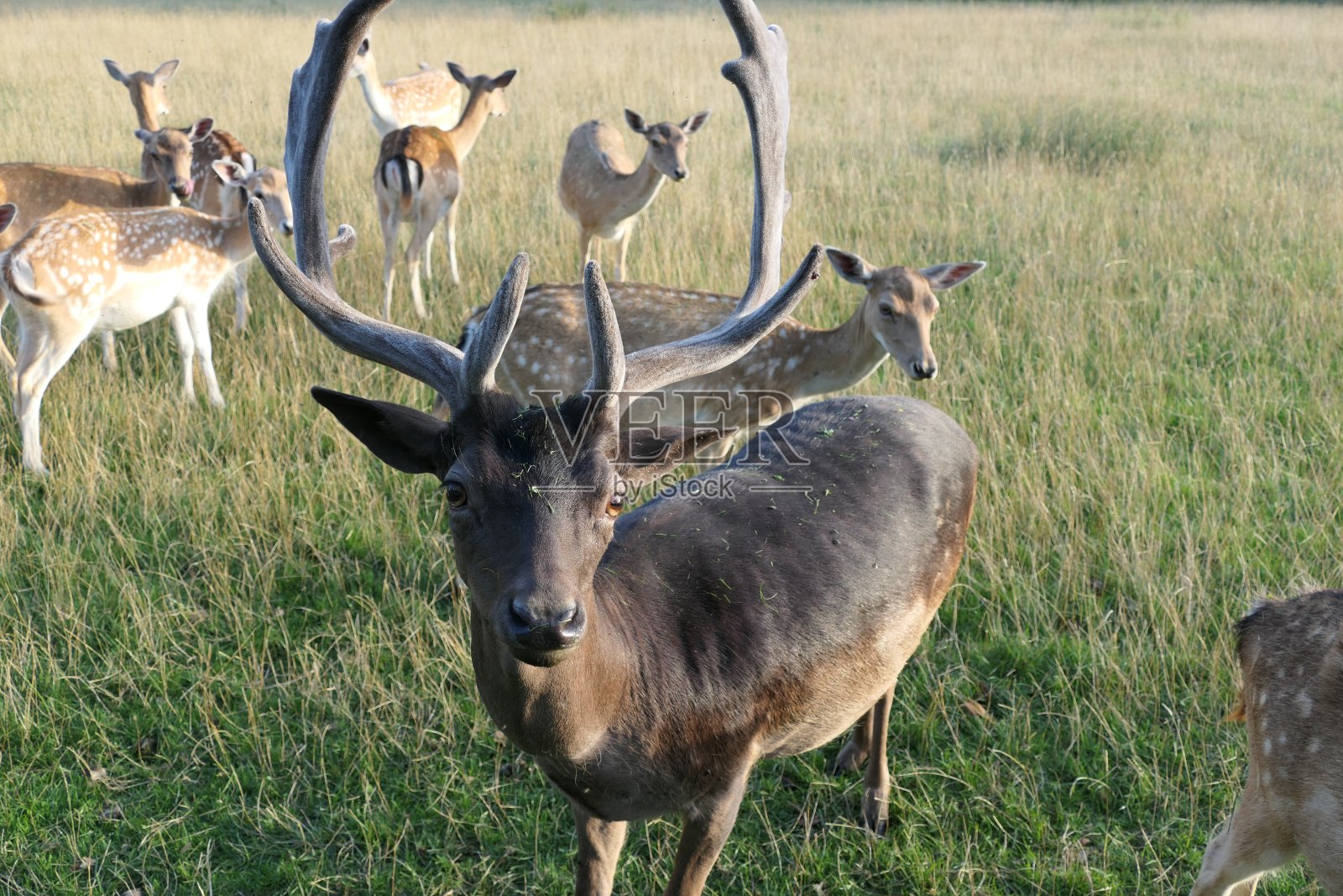 在下降。雄鹿和母鹿在森林空地上。巴伐利亚,德国。照片摄影图片