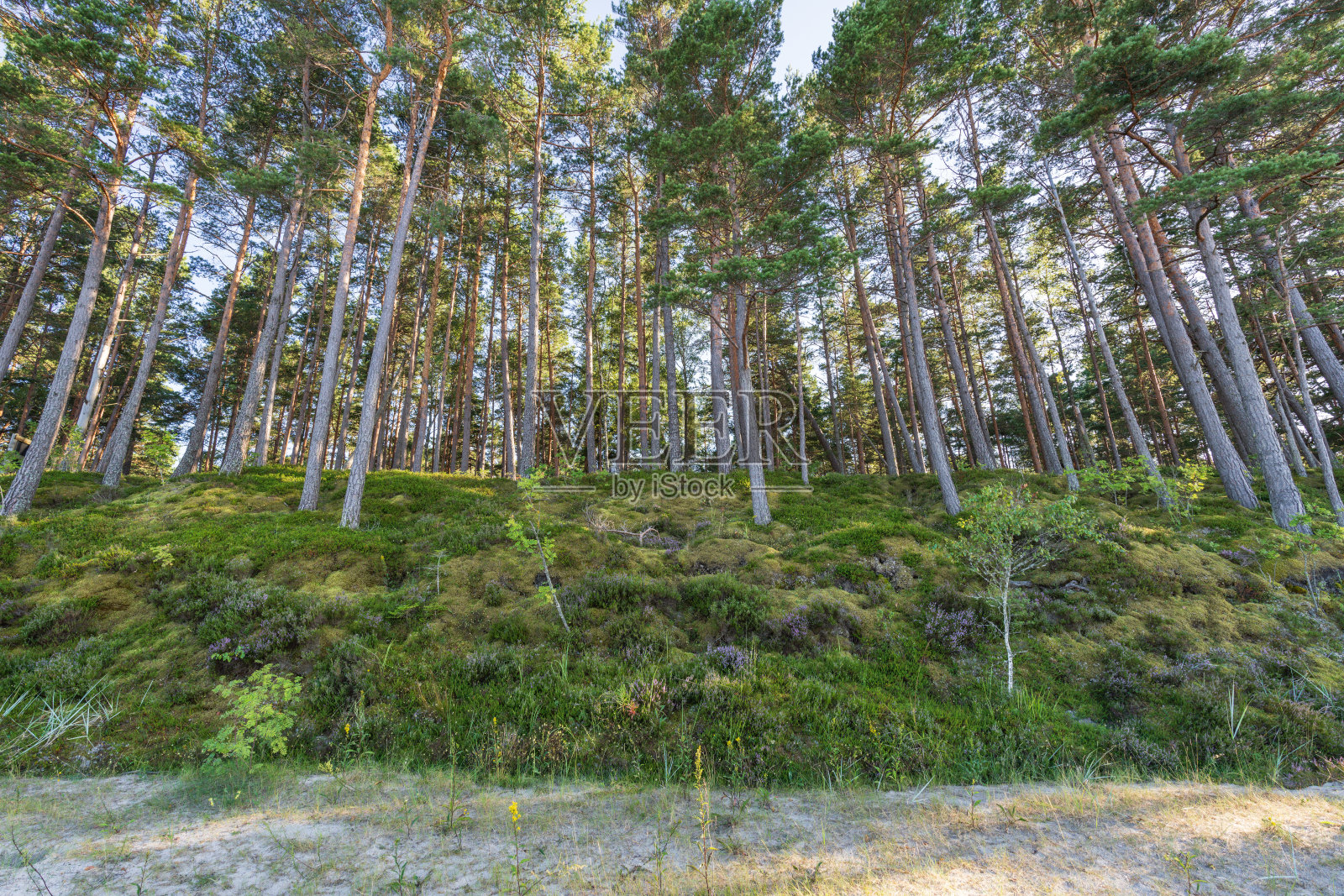 拉脱维亚Klapkalnciems附近的Kurzeme海岸照片摄影图片