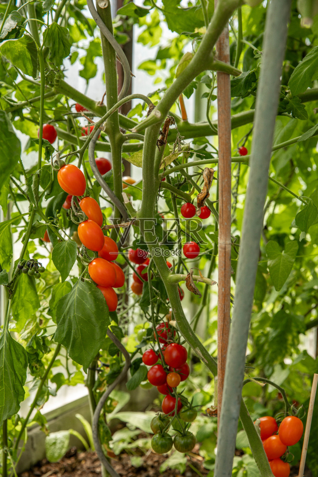 农民温室与成熟的樱桃番茄植物和有机绿色蔬菜生产照片摄影图片