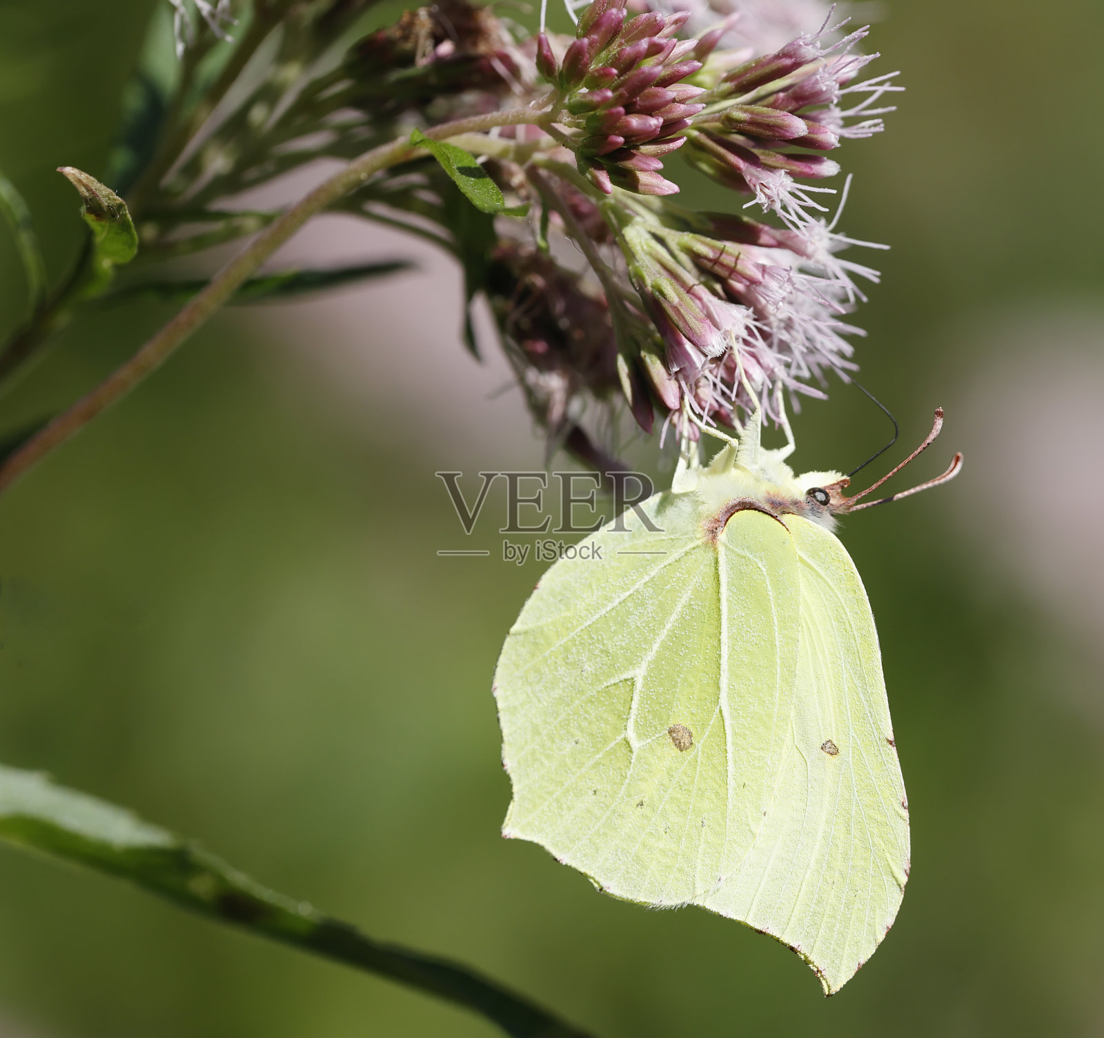 欧洲粉蝶雄性照片摄影图片
