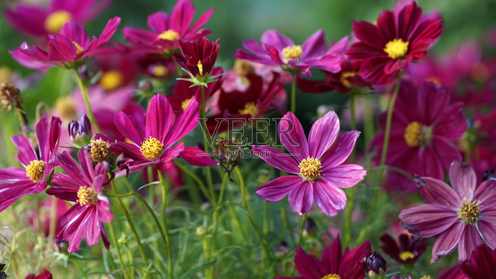花园宇宙花照片摄影图片