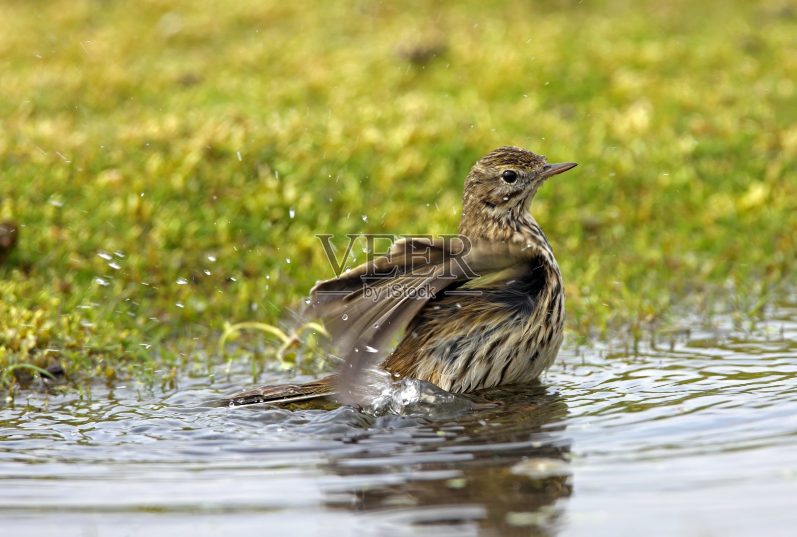 鹨照片摄影图片