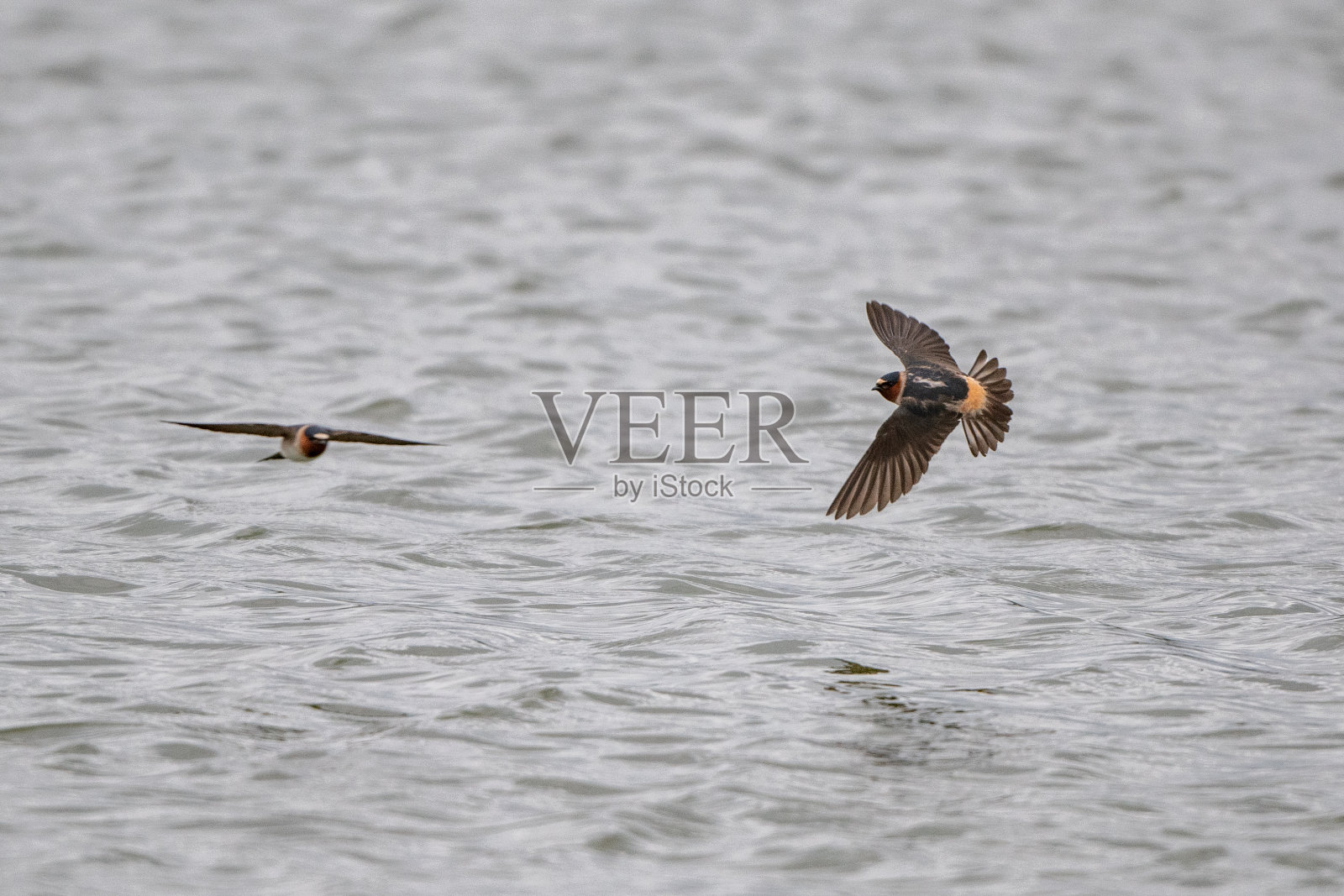 悬崖燕子鸟飞行/飞行狩猎昆虫在池塘照片摄影图片