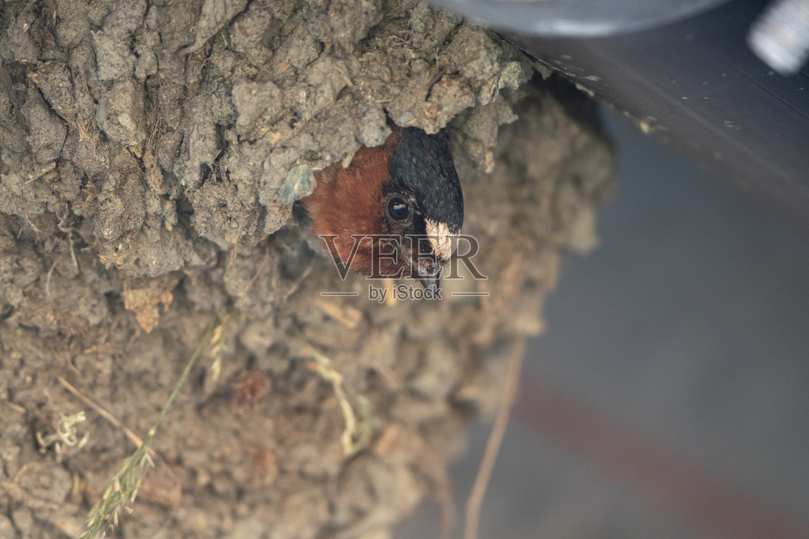 悬崖燕子从泥窝里探出头来照片摄影图片