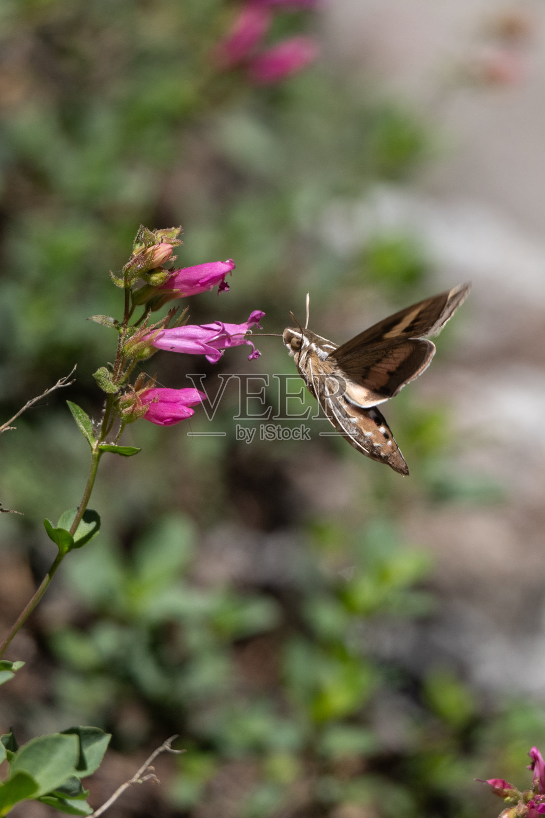 白纹狮身人面像蛾在太浩湖荒凉荒野中飞行和授粉照片摄影图片